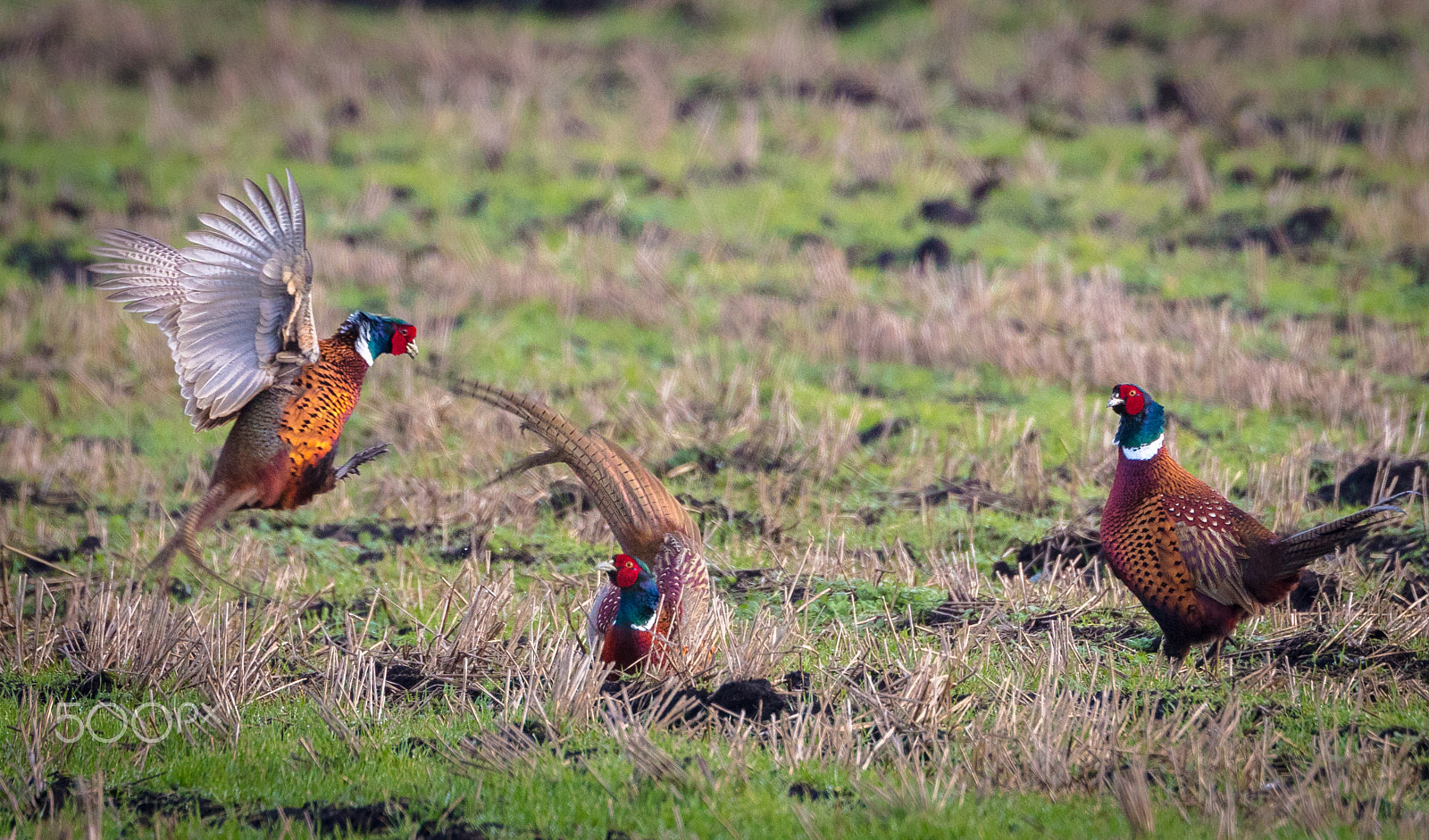 Canon EOS 5DS R + Canon EF 400mm F2.8L IS USM sample photo. Kæmpende fasankokke photography