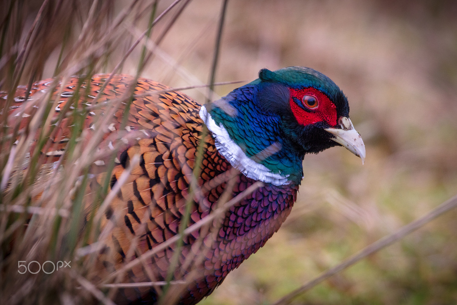 Canon EF 400mm F2.8L IS USM sample photo. Fasankok photography