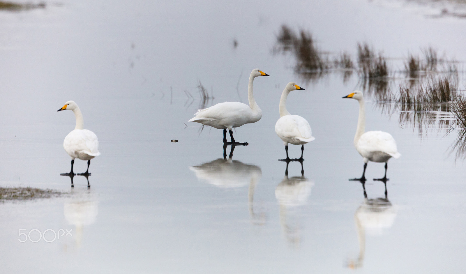 Canon EOS 5DS R + Canon EF 400mm F2.8L IS USM sample photo. Sangsvaner på is photography