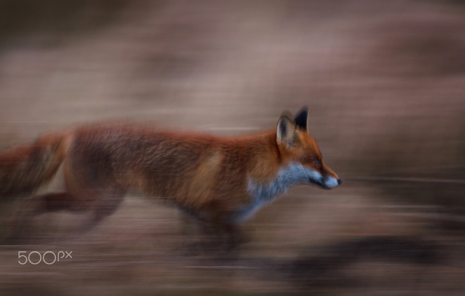 Canon EOS 5DS R + Canon EF 400mm F2.8L IS USM sample photo. Løbende ræv photography