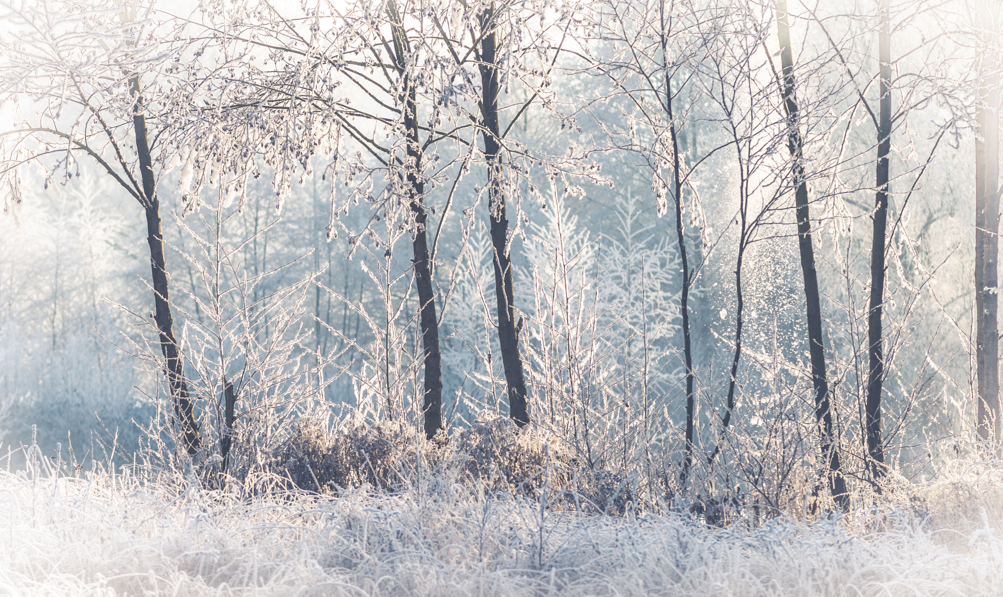 Nikon AF-S Nikkor 70-200mm F4G ED VR sample photo. Winter photography