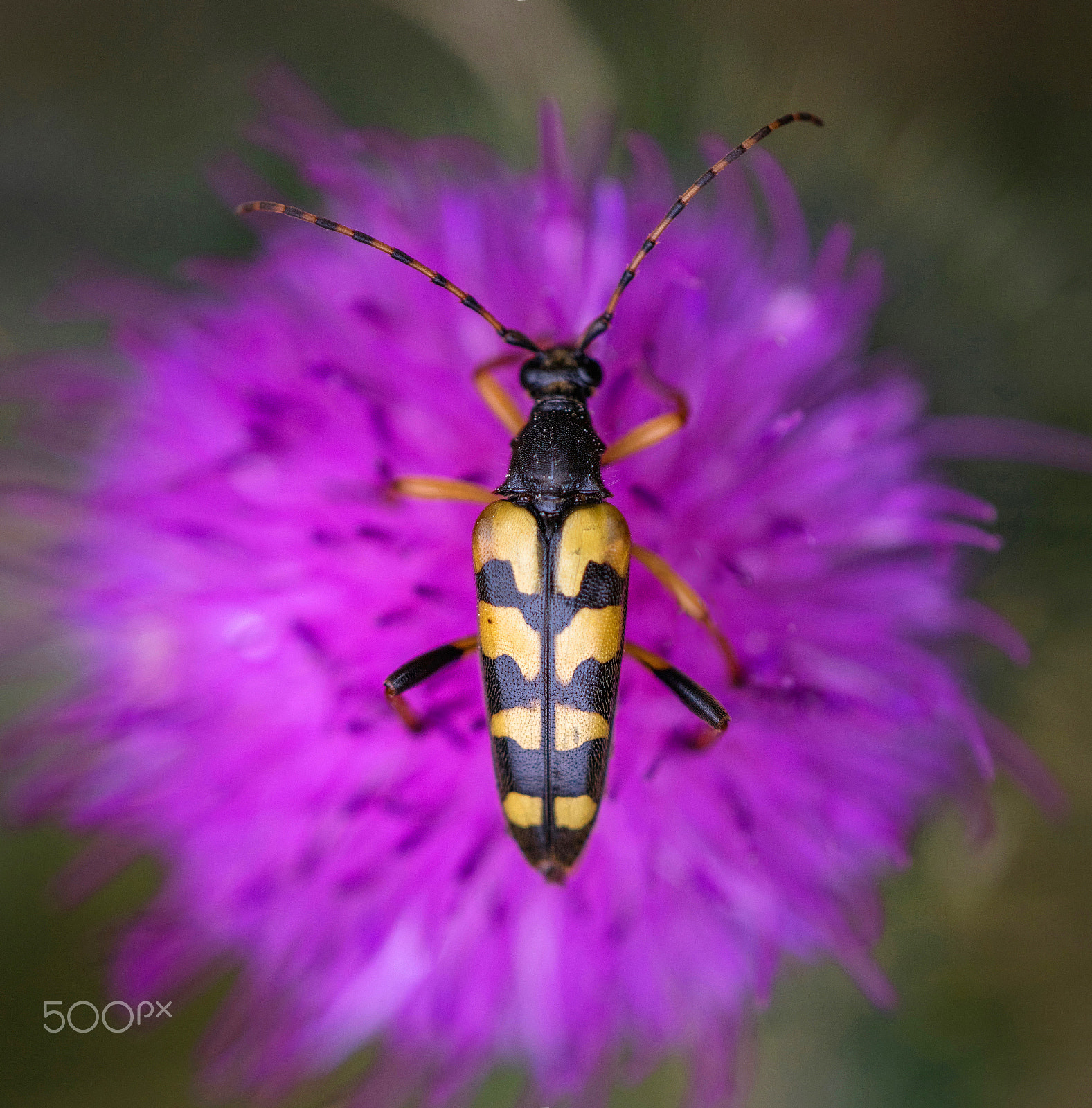 Canon EF 180mm F3.5L Macro USM sample photo. Sydlig blomsterbuk photography