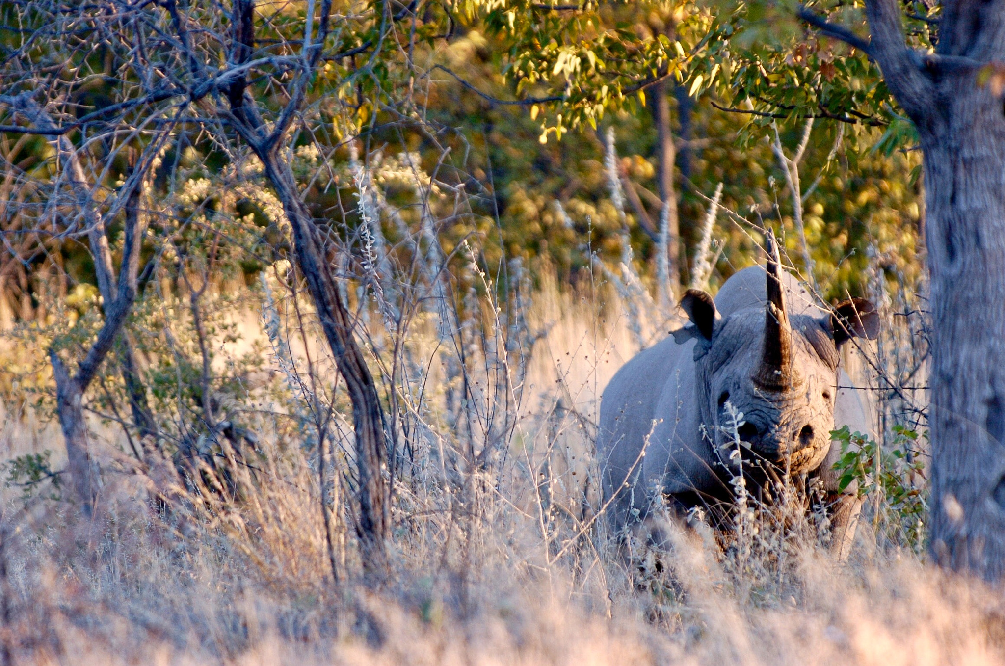 Nikon D2H sample photo. Rhino - etosha photography