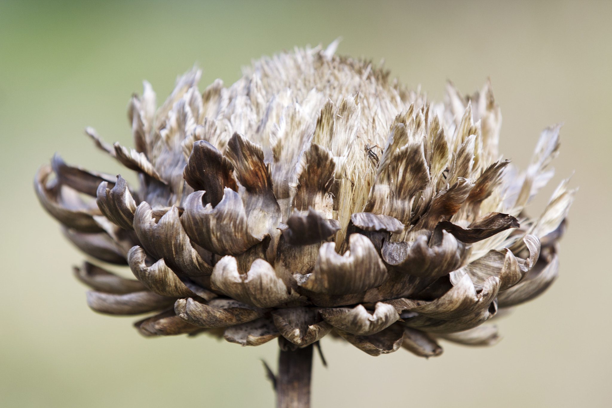 Canon EF 70-200mm F2.8L IS II USM sample photo. Sunflower photography