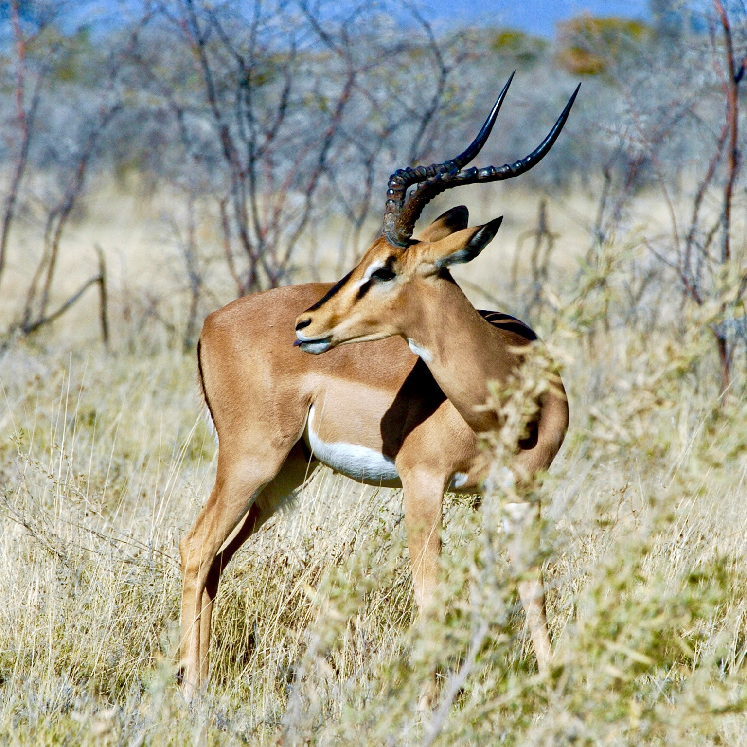 Nikon D2H sample photo. Impala - etosha photography