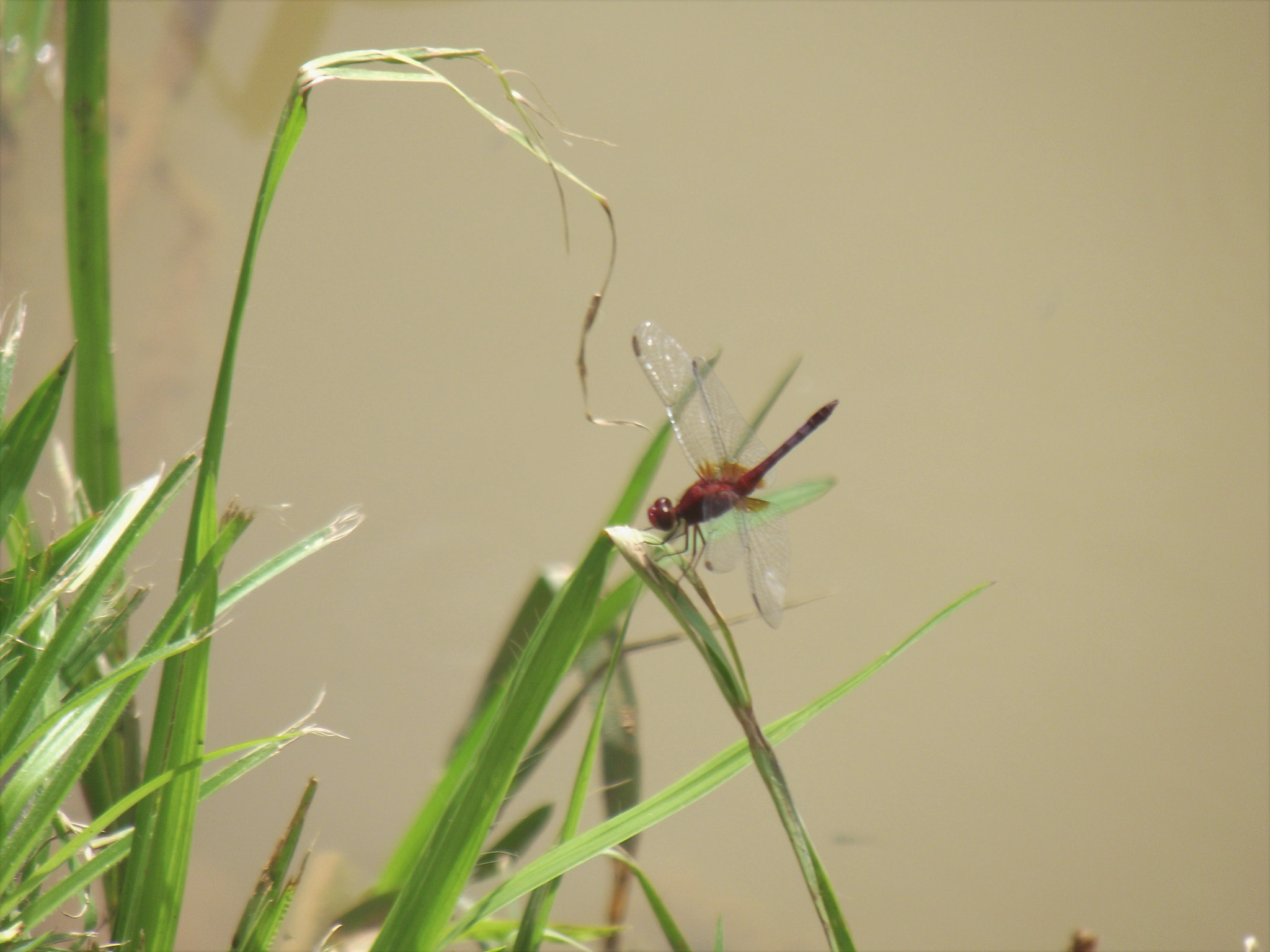 Fujifilm FinePix S2850HD sample photo. Dragonfly resting photography