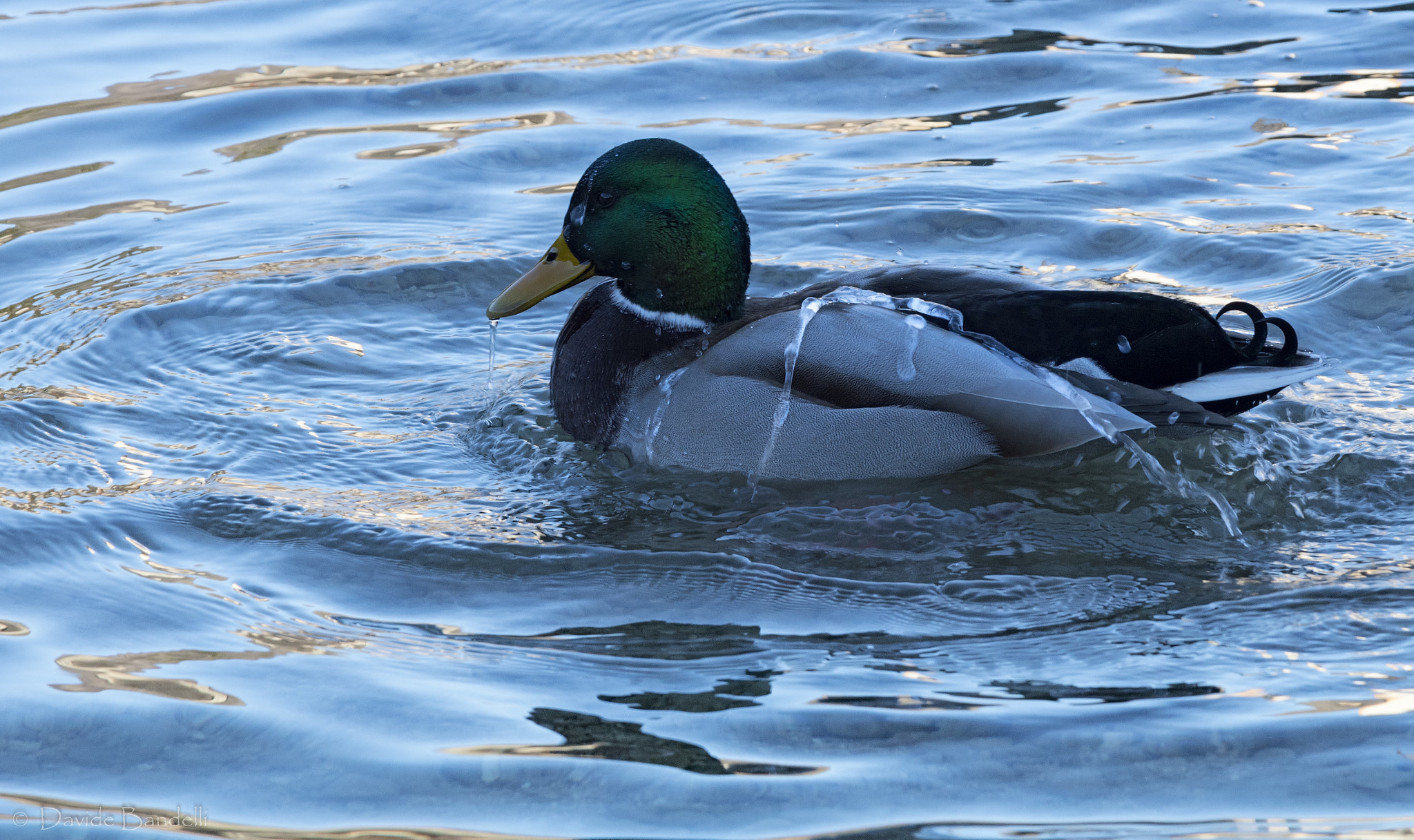Canon EOS 80D + Canon EF 70-200mm F4L IS USM sample photo. Duck waterproof photography