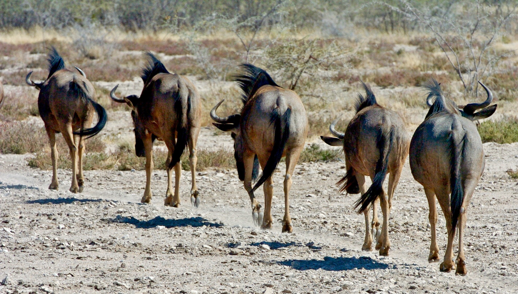 Nikon D2H sample photo. Wildebeast - etosha photography