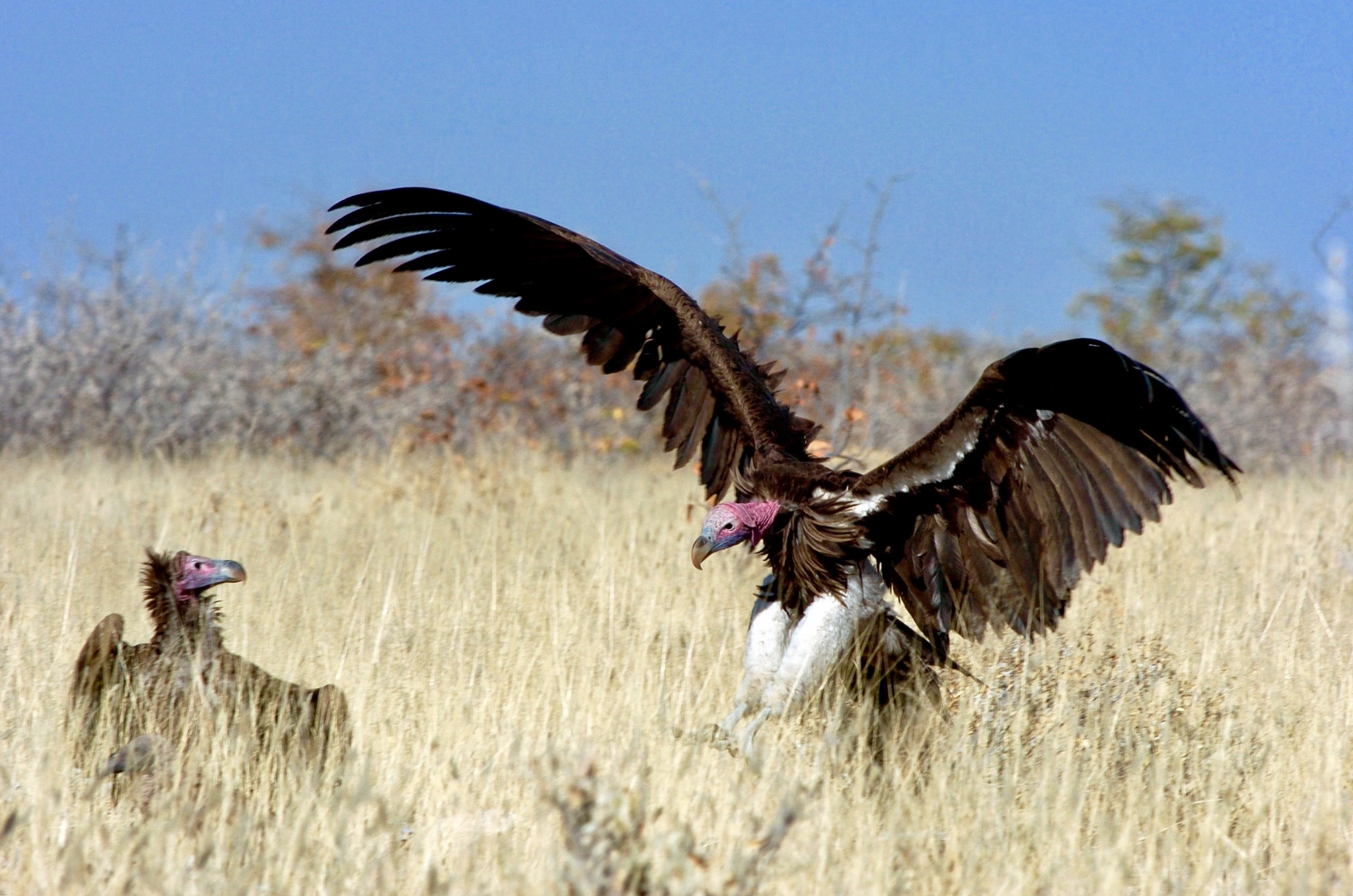 Nikon D2H sample photo. Vultures - etosha photography