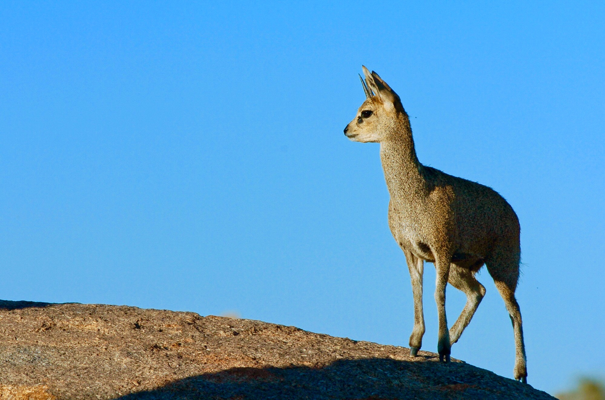 Nikon D2H sample photo. Steenbok - namibia photography