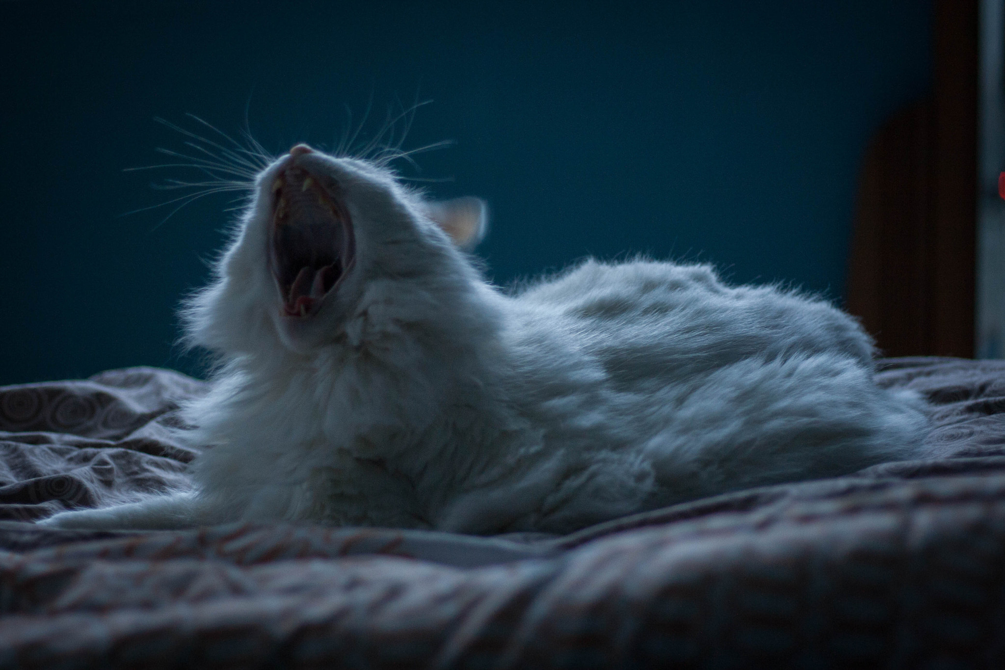 Canon EOS 400D (EOS Digital Rebel XTi / EOS Kiss Digital X) sample photo. White cat yawning photography