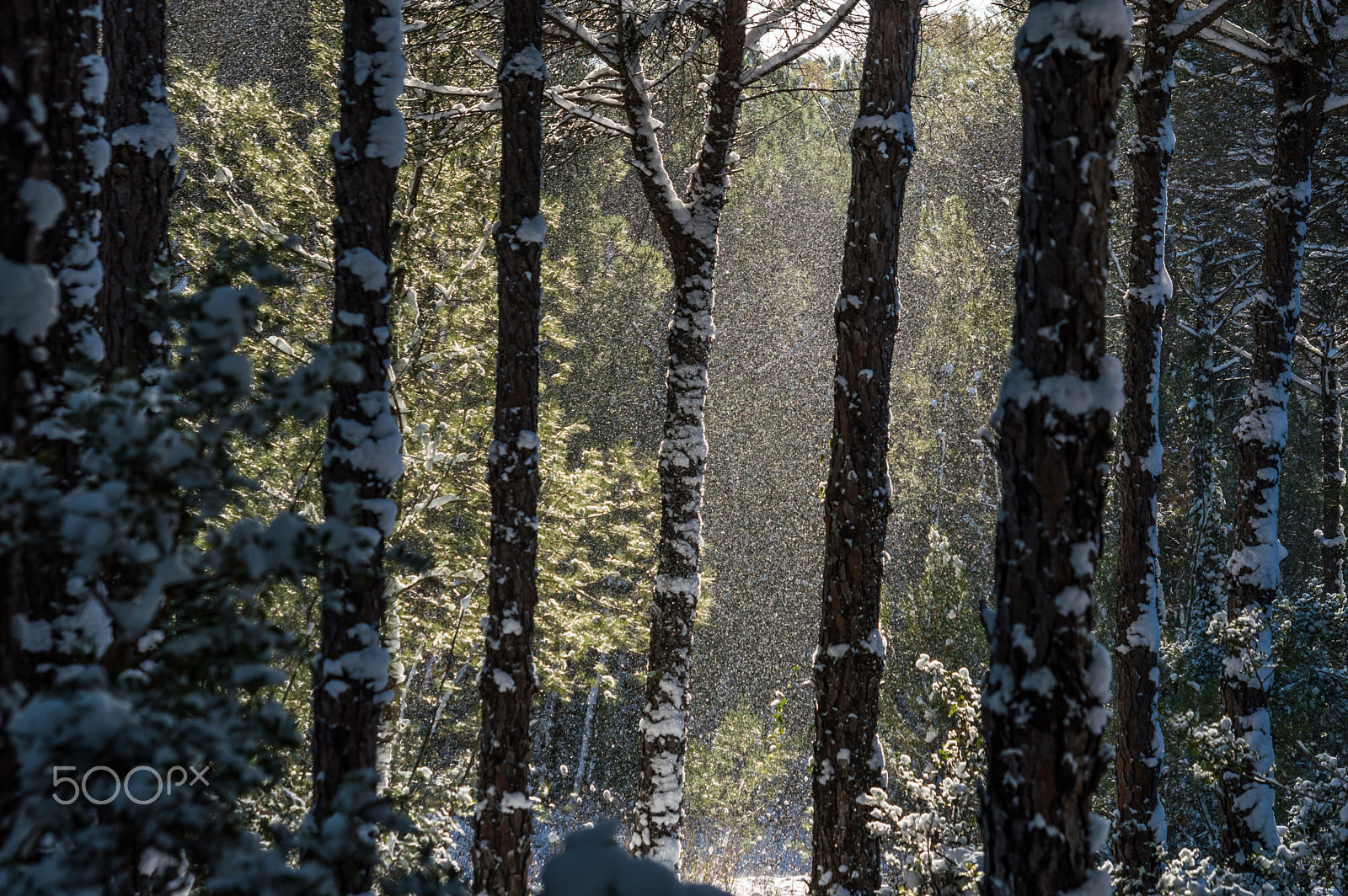 Nikon D3200 + AF-S DX Nikkor 18-55mm f/3.5-5.6G VR II + 2.8x sample photo. Snow in pinewood photography