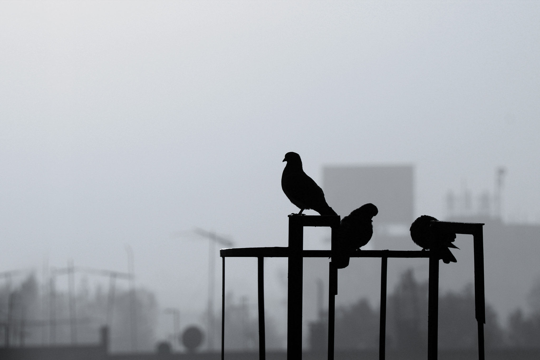Canon EOS 600D (Rebel EOS T3i / EOS Kiss X5) sample photo. Dawn with pigeons / amanecer con palomas photography