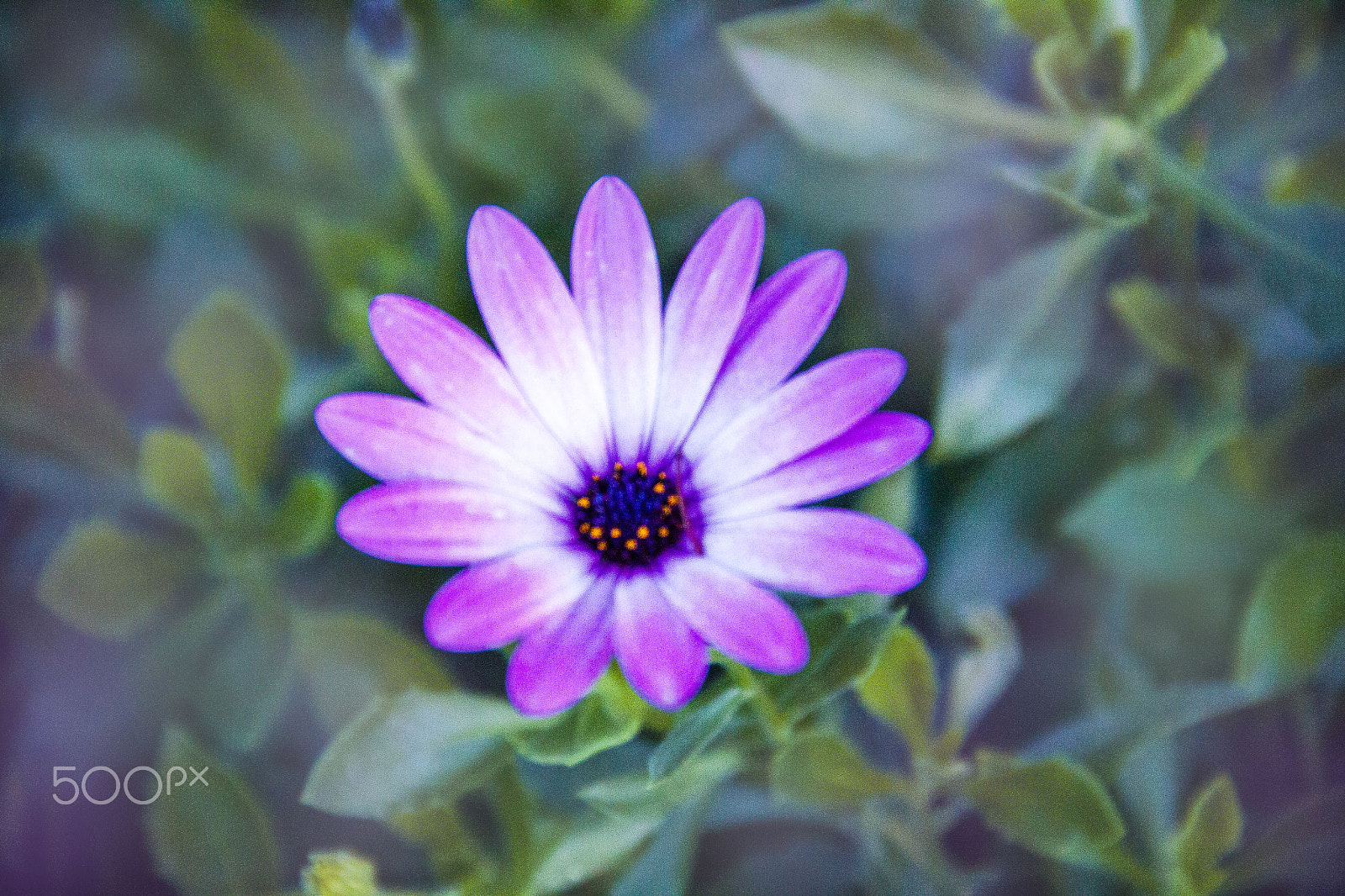 Canon EOS 500D (EOS Rebel T1i / EOS Kiss X3) sample photo. Laverinto photography