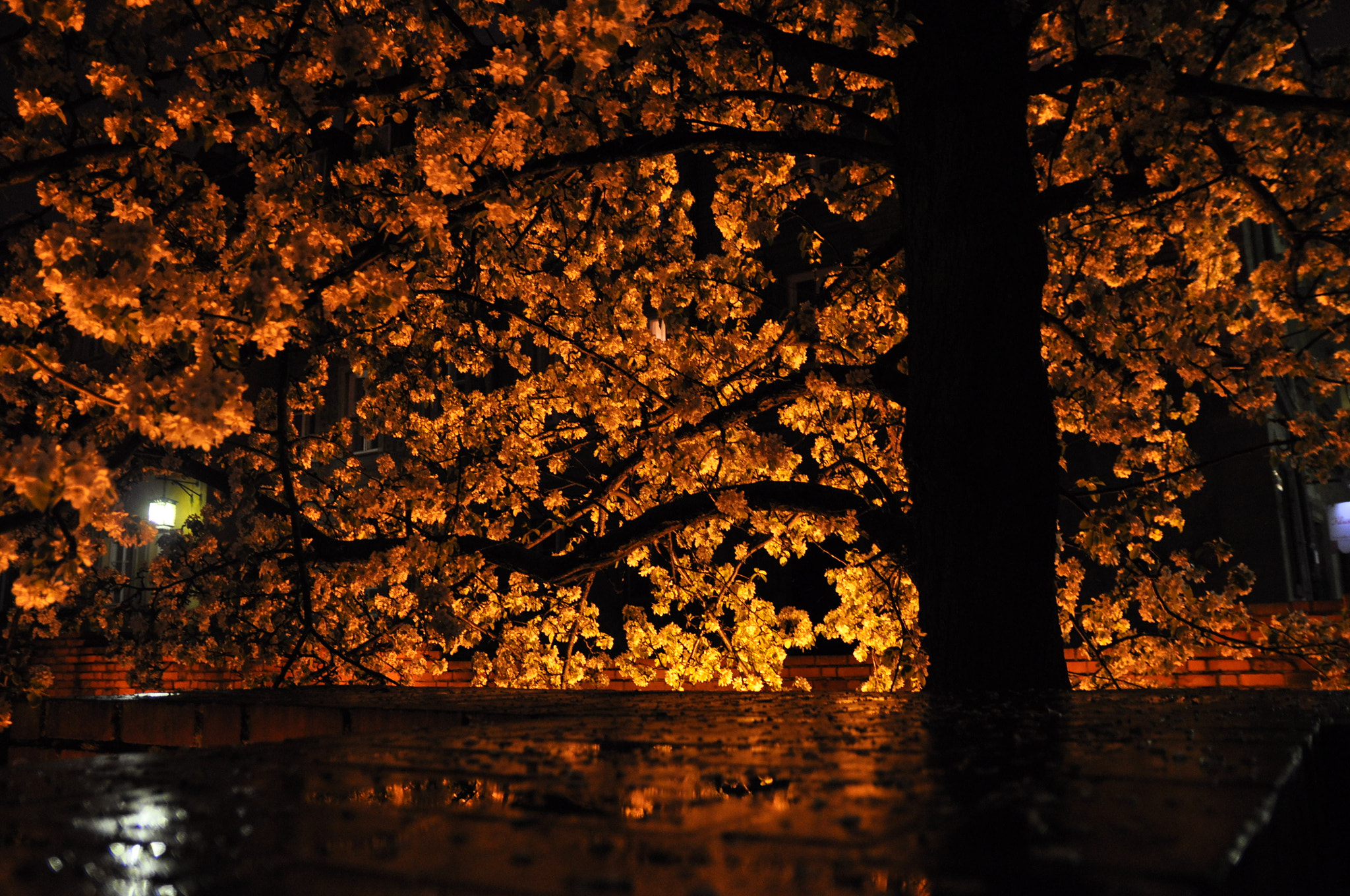 Sigma 17-50mm F2.8 EX DC OS HSM sample photo. Light tree photography