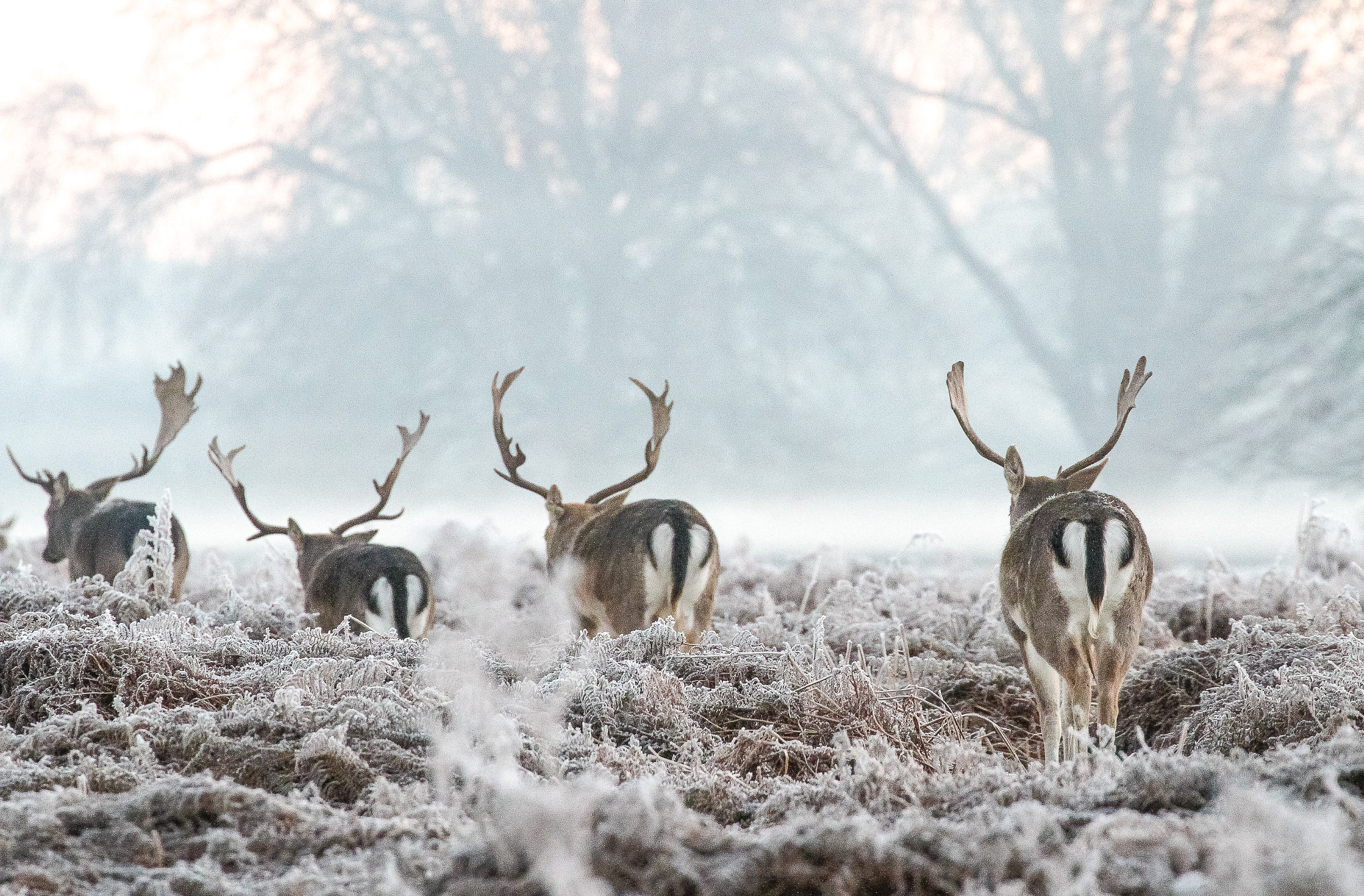 Canon EF 70-300mm F4-5.6L IS USM sample photo. Bushy park deer photography
