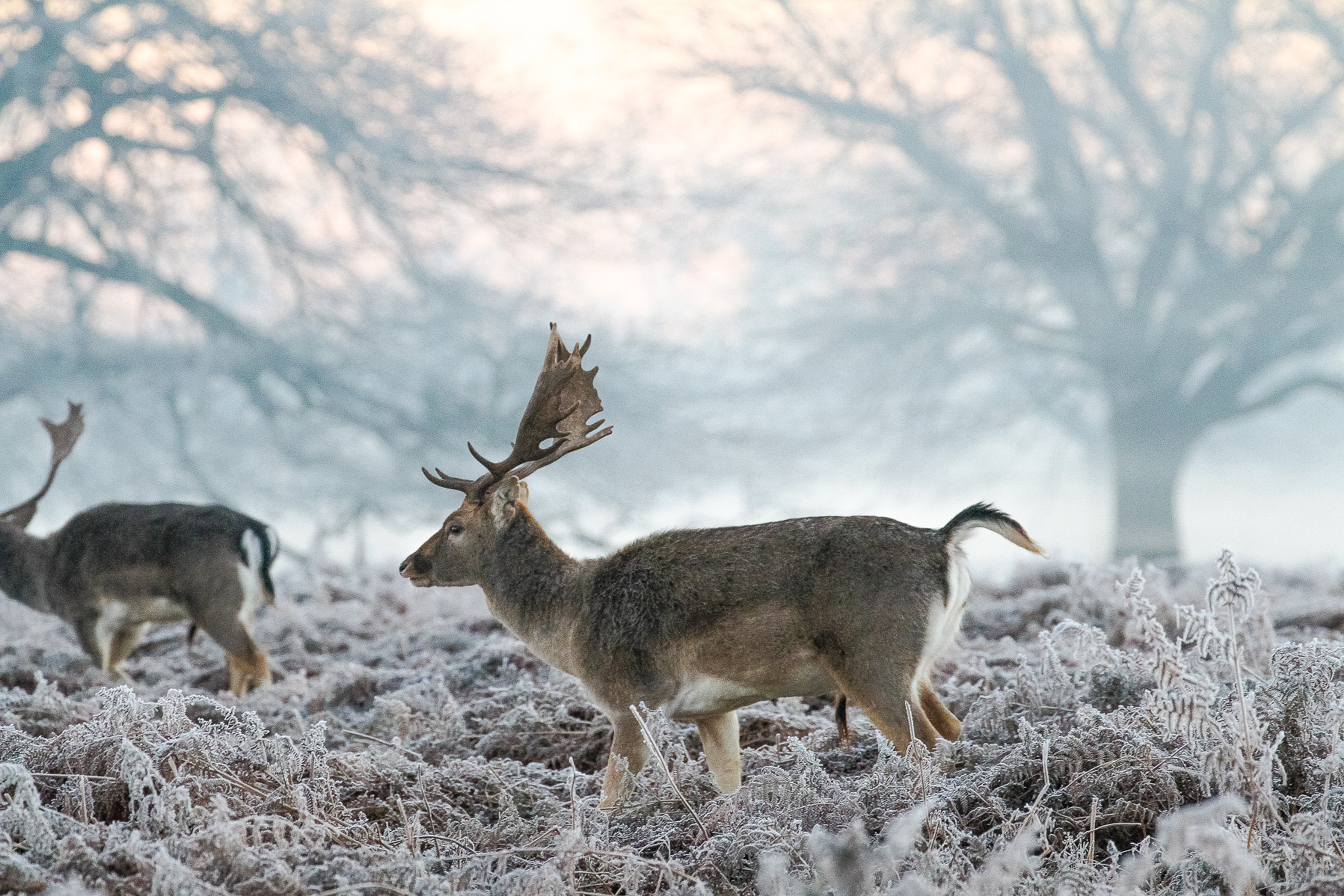 Canon EF 70-300mm F4-5.6L IS USM sample photo. Bushy park deer photography
