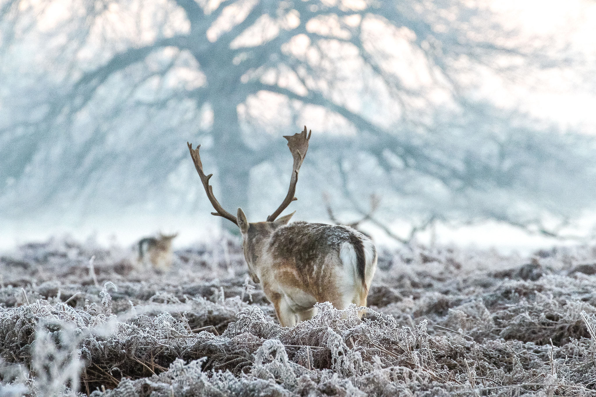 Canon EF 70-300mm F4-5.6L IS USM sample photo. Bushy park deer photography