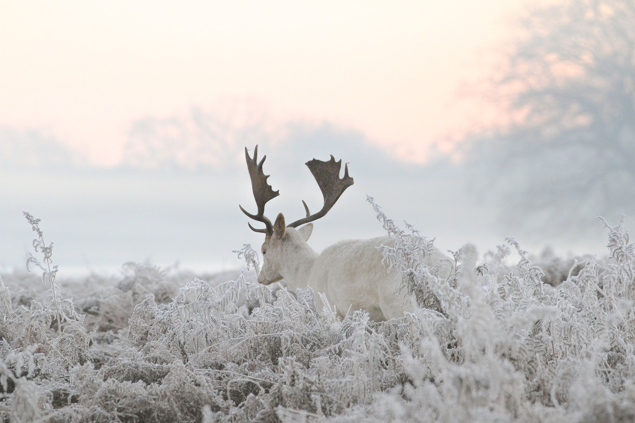 Canon EF 70-300mm F4-5.6L IS USM sample photo. Bushy park deer photography