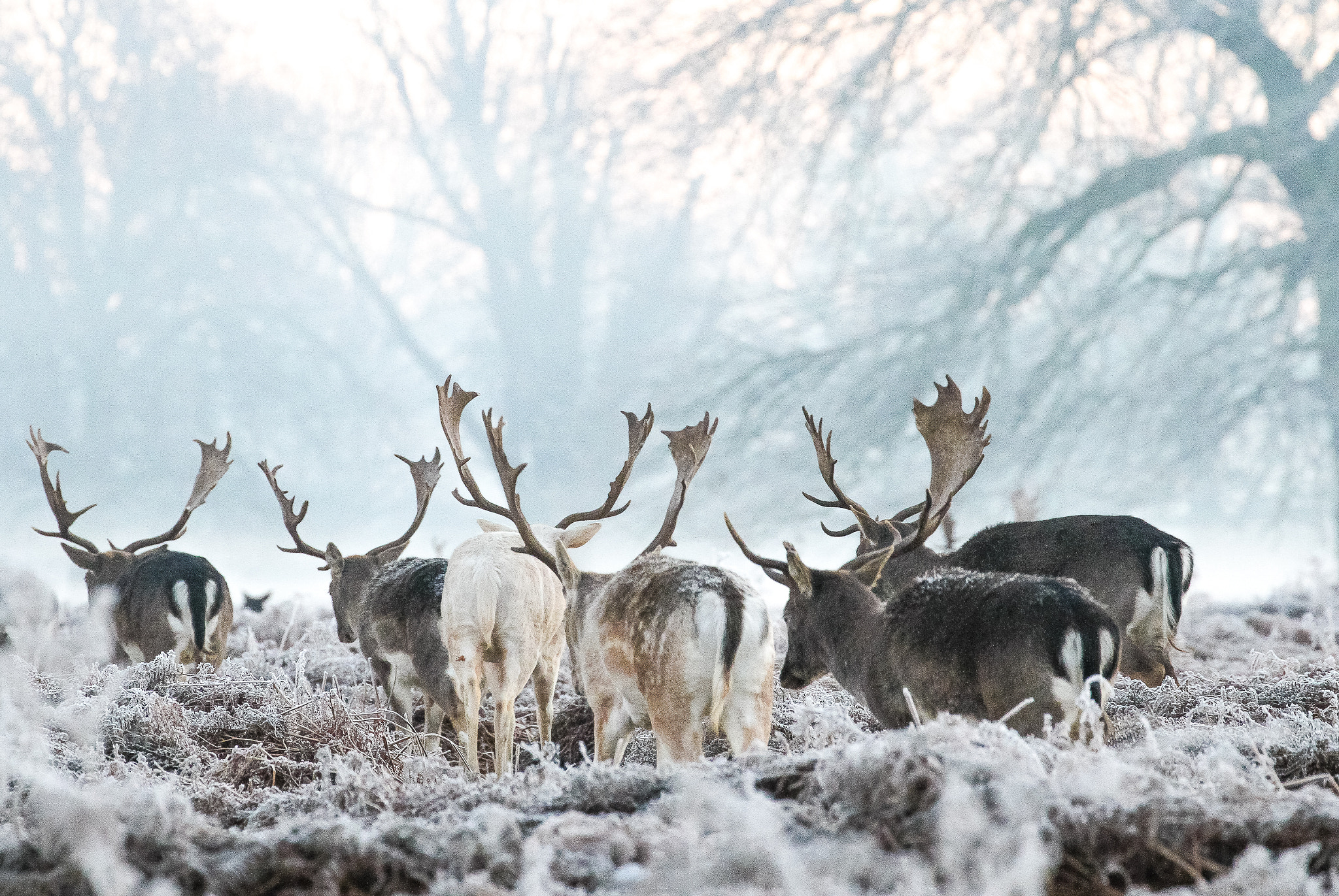 Canon EF 70-300mm F4-5.6L IS USM sample photo. Bushy park deer photography