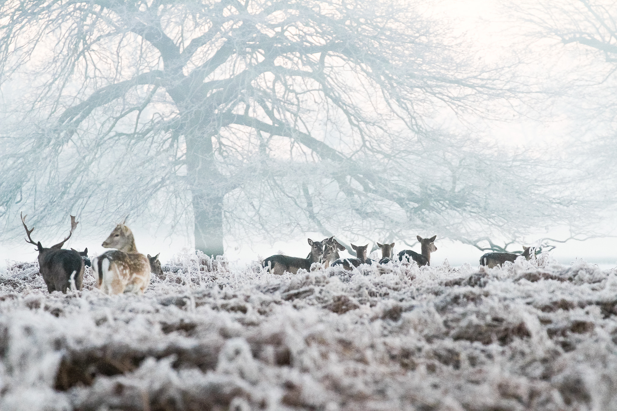 Canon EF 70-300mm F4-5.6L IS USM sample photo. Bushy park deer photography