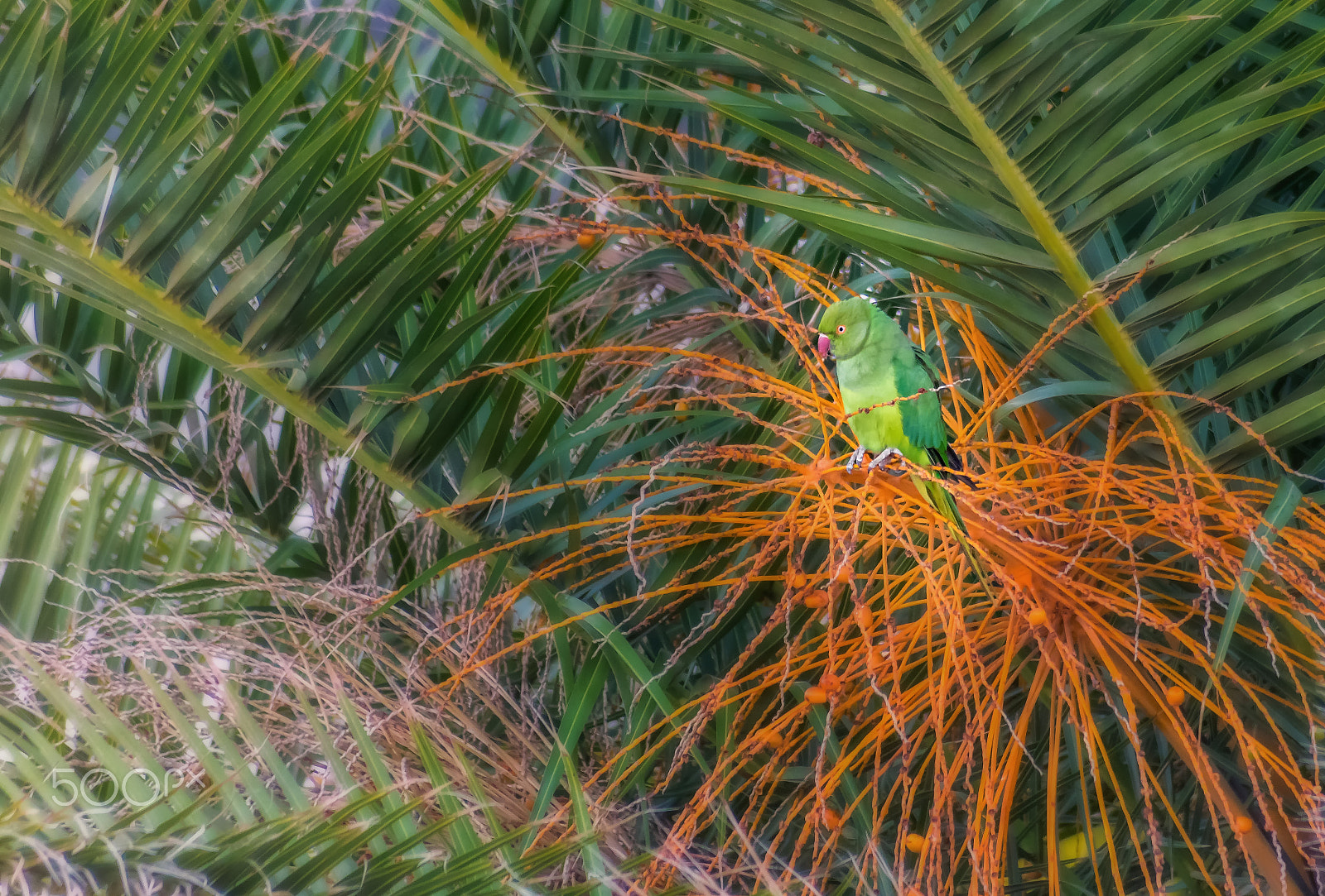 Pentax K-3 + Sigma sample photo. Parrot. photography