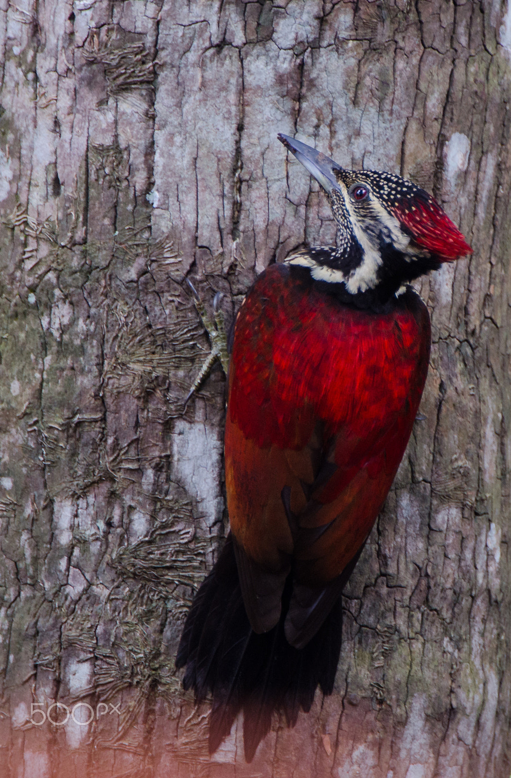 Nikon D7000 sample photo. Red-backed woodpecker photography