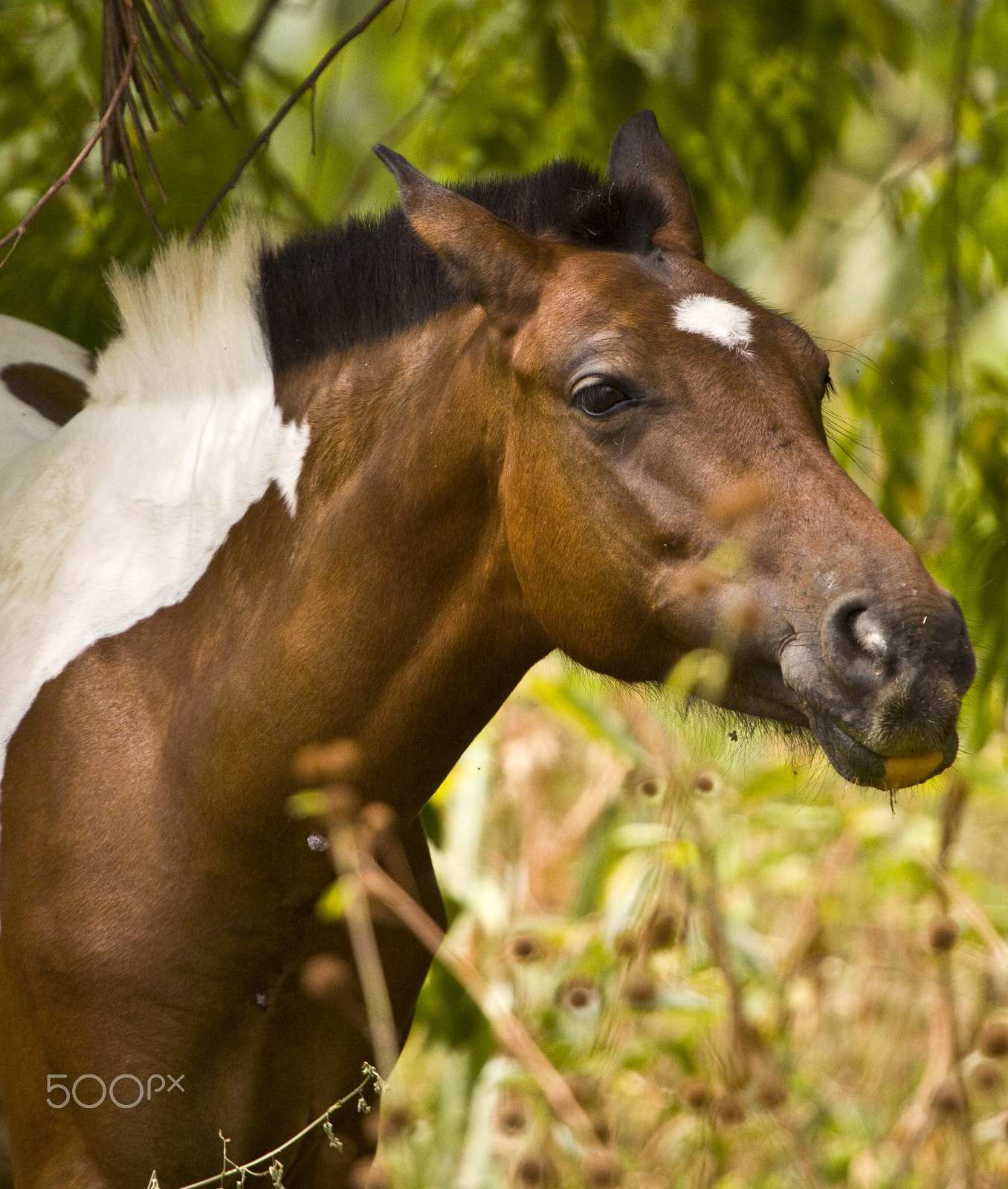 Canon EF 100-400mm F4.5-5.6L IS USM sample photo. Painted pony photography