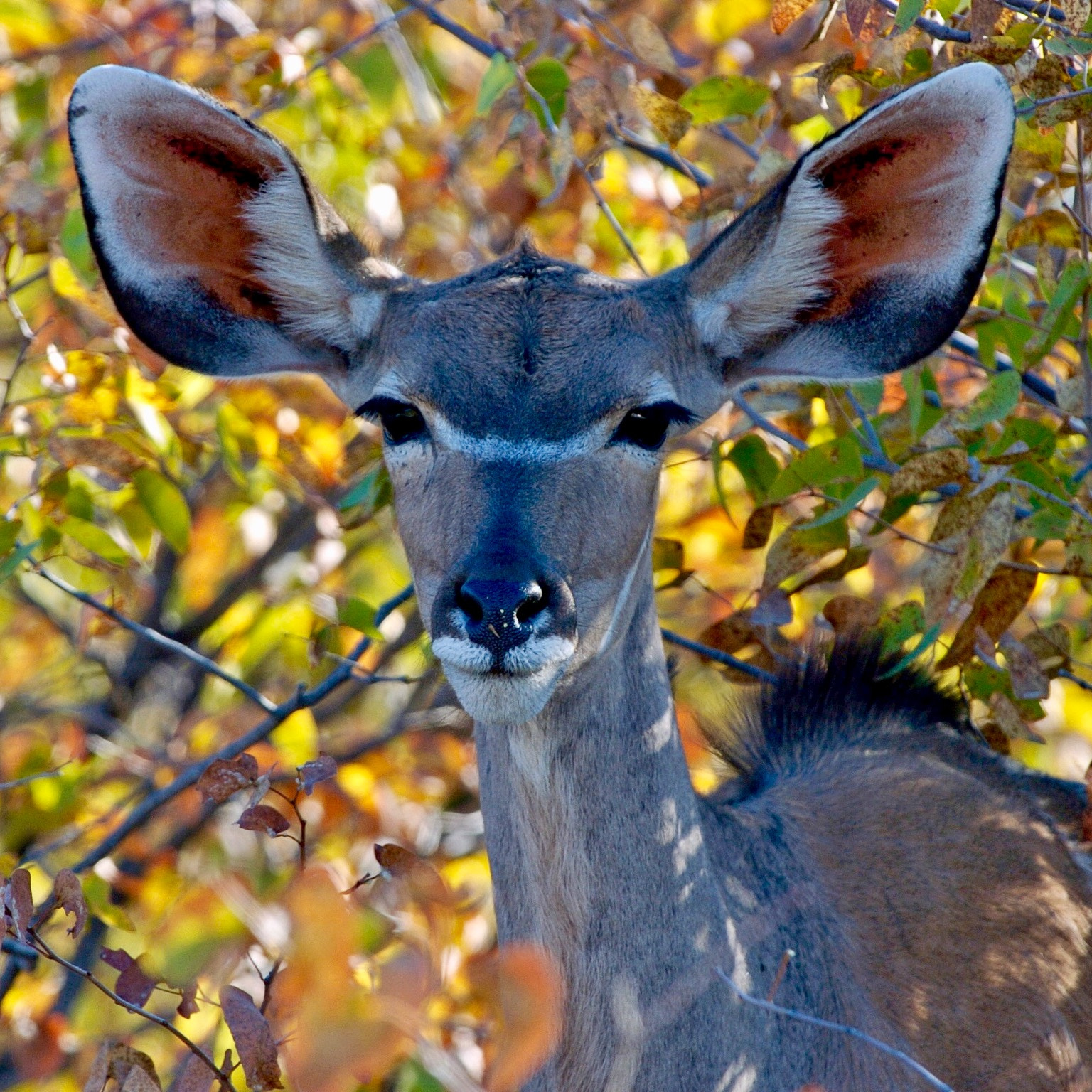 Nikon D2H sample photo. Kudu - etosha photography