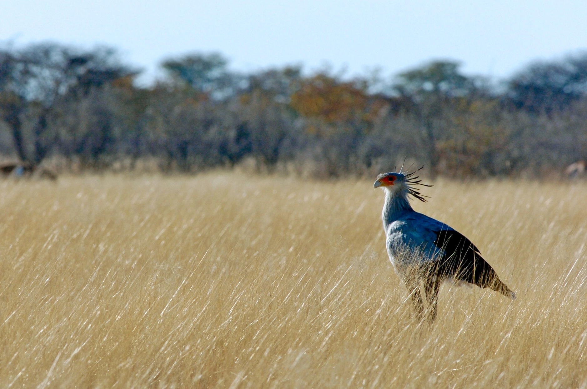 Nikon D2H sample photo. Secretary bird - etosha photography