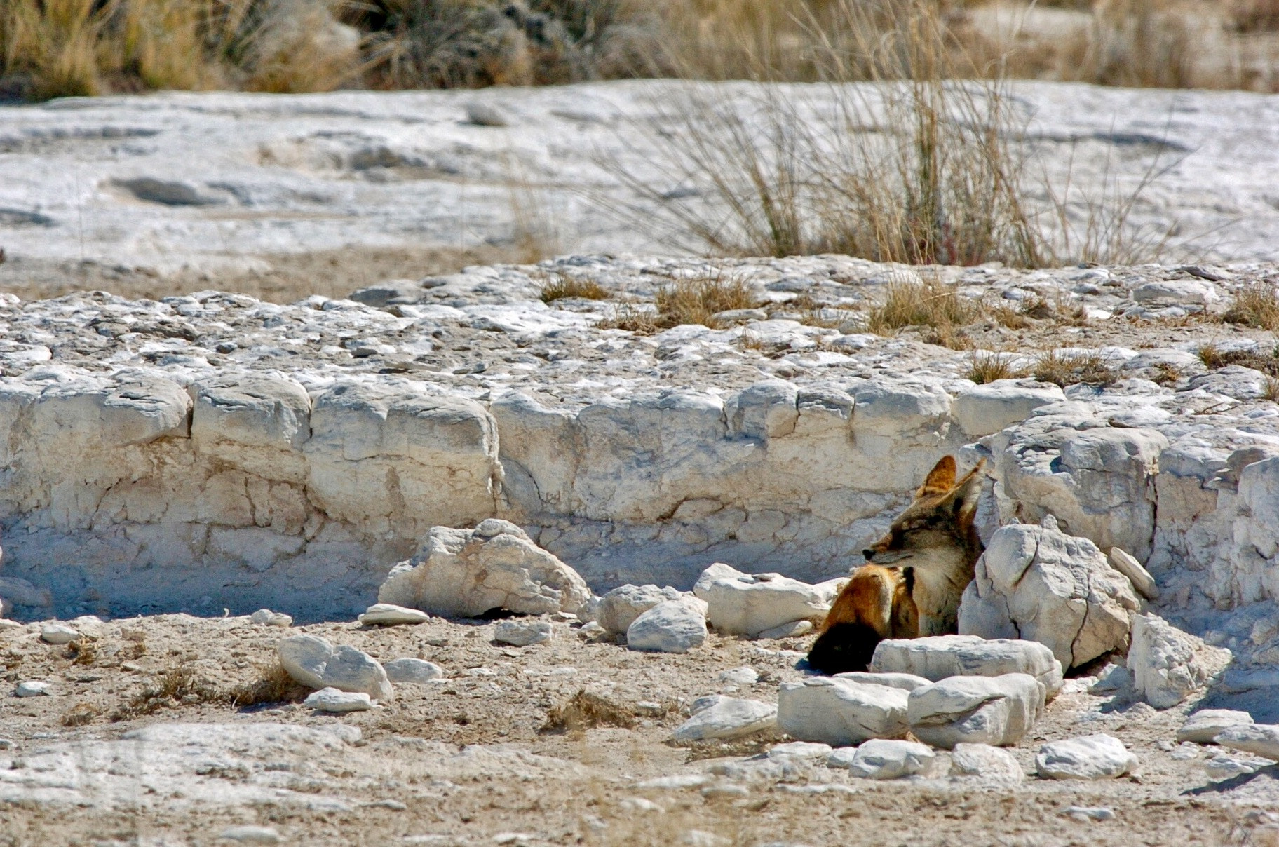 Nikon D2H sample photo. Black backed jackal - etosha photography