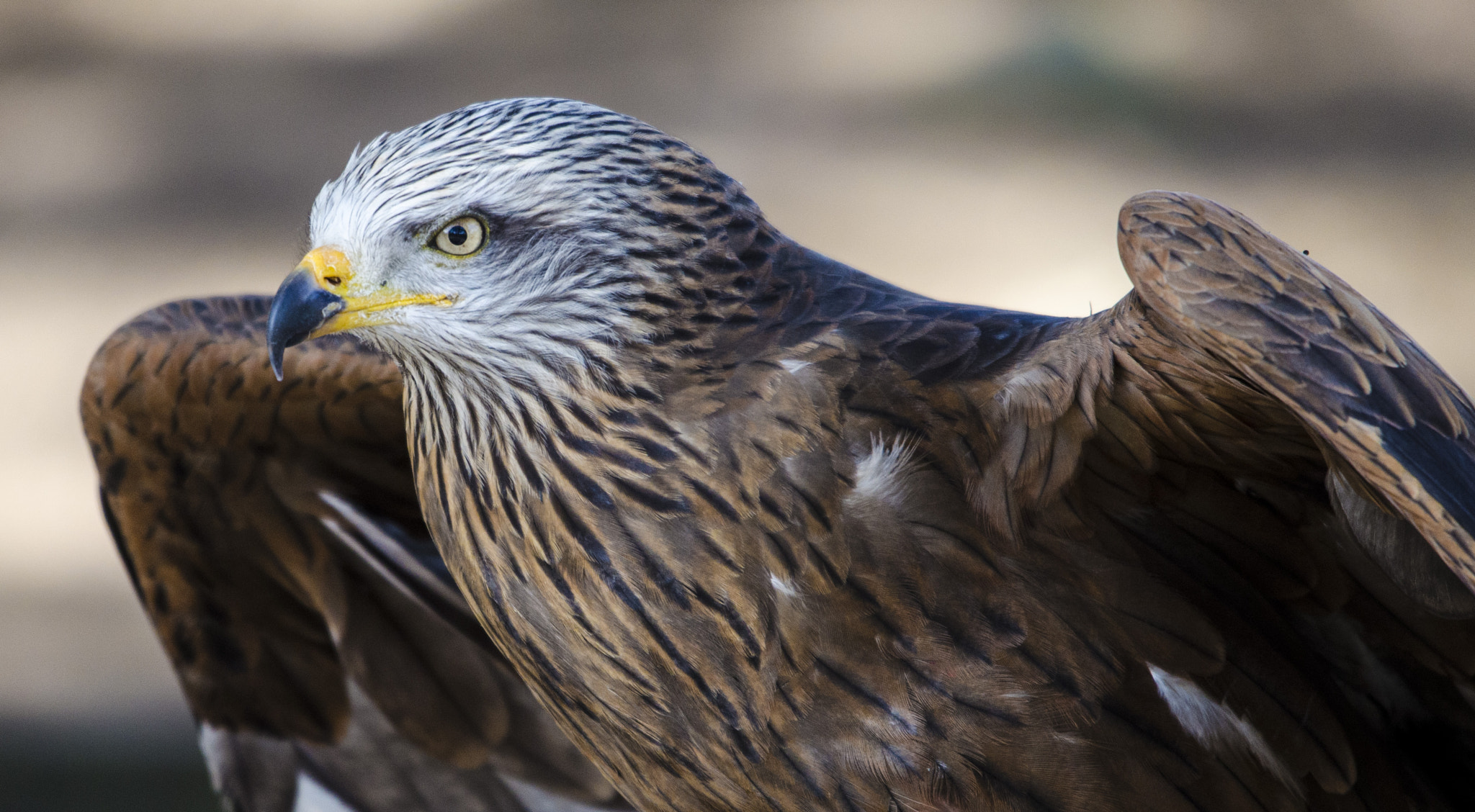 Sigma 120-400mm F4.5-5.6 DG OS HSM sample photo. Rapace photography