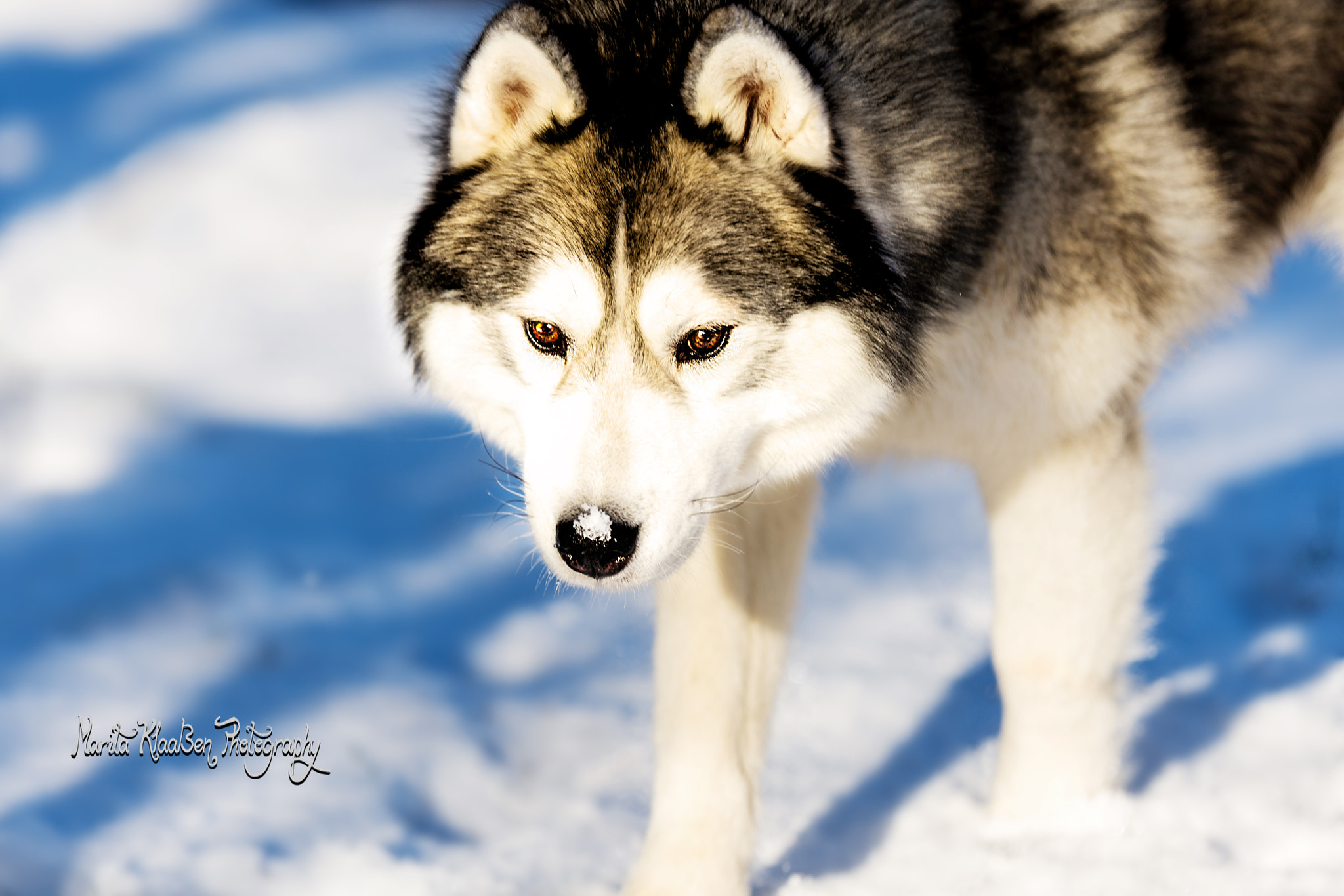Tamron SP 70-200mm F2.8 Di VC USD sample photo. #siberian husky noble nabor colours of the night (sonic) photography