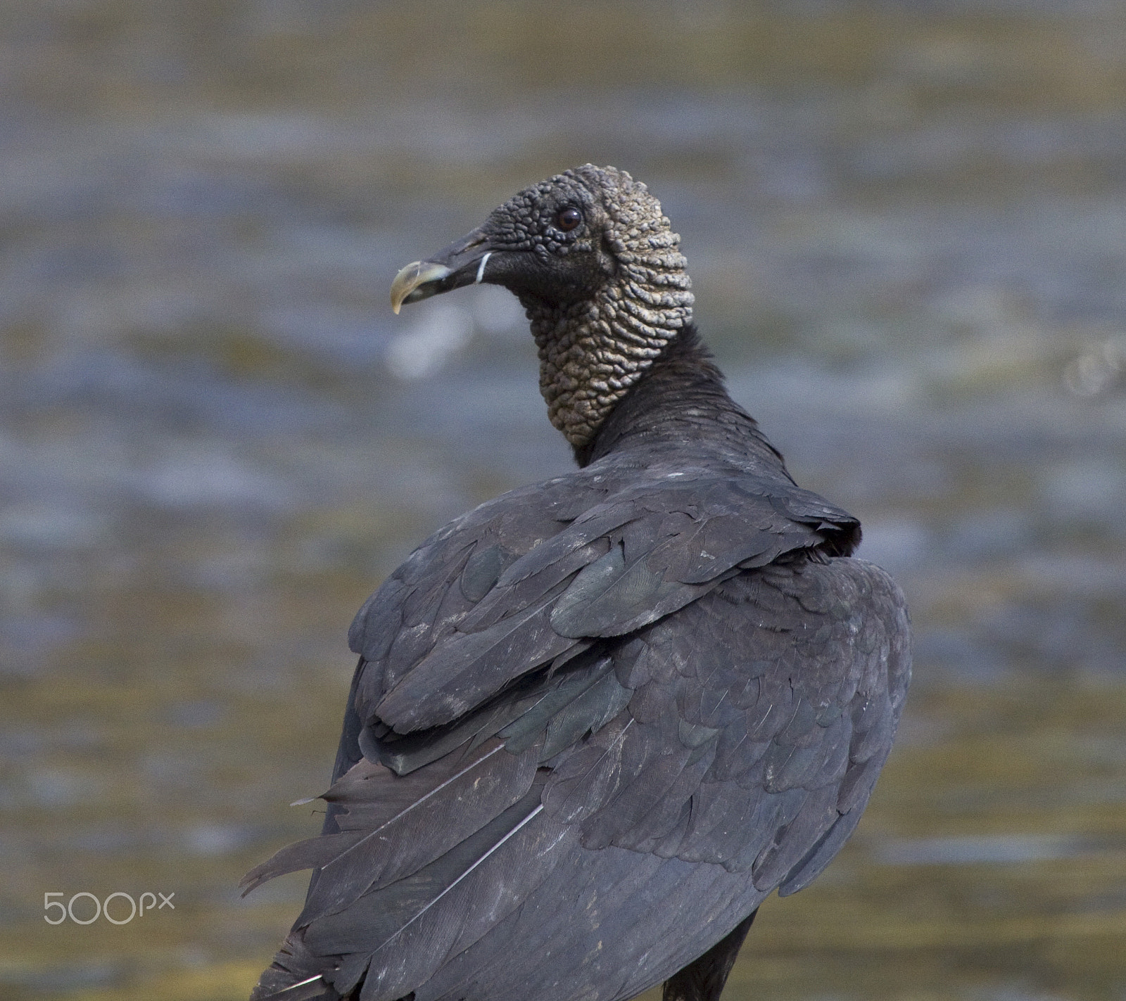 Canon EOS 50D + Canon EF 100-400mm F4.5-5.6L IS USM sample photo. Black vulture photography