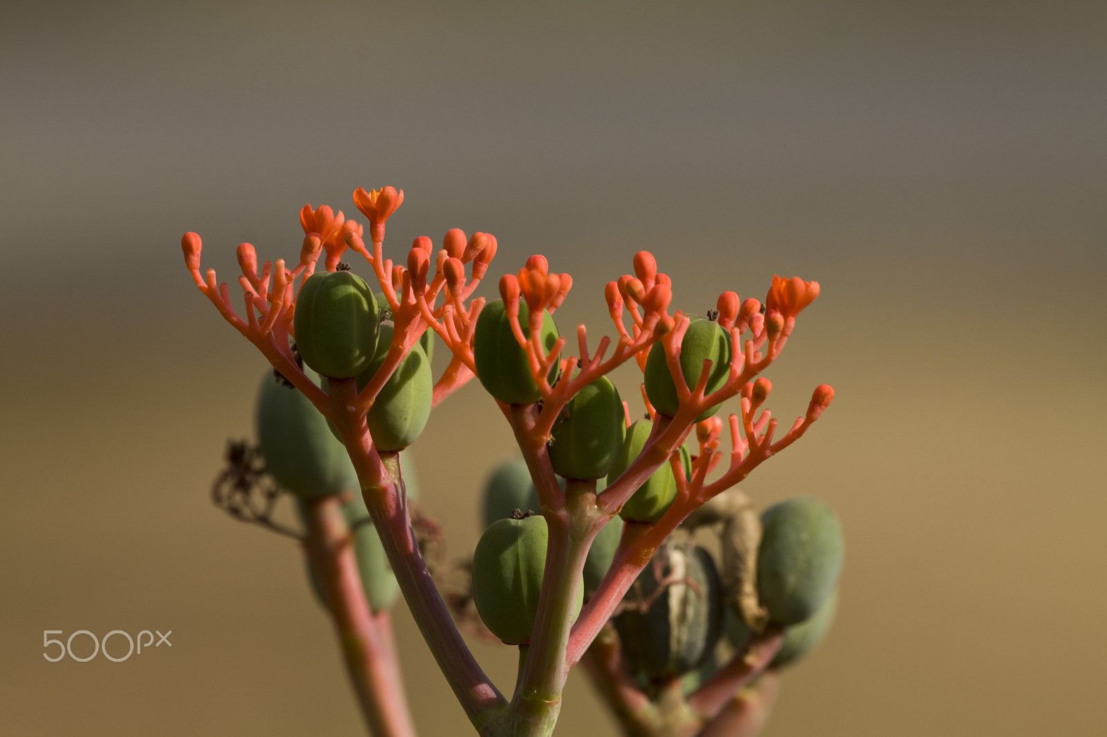 Canon EF 100-400mm F4.5-5.6L IS USM sample photo. Wildflower photography