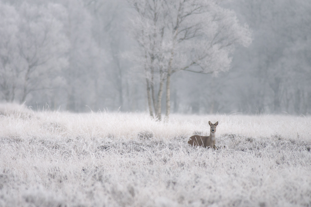 Nikon D610 sample photo. Roedeer in the winter photography