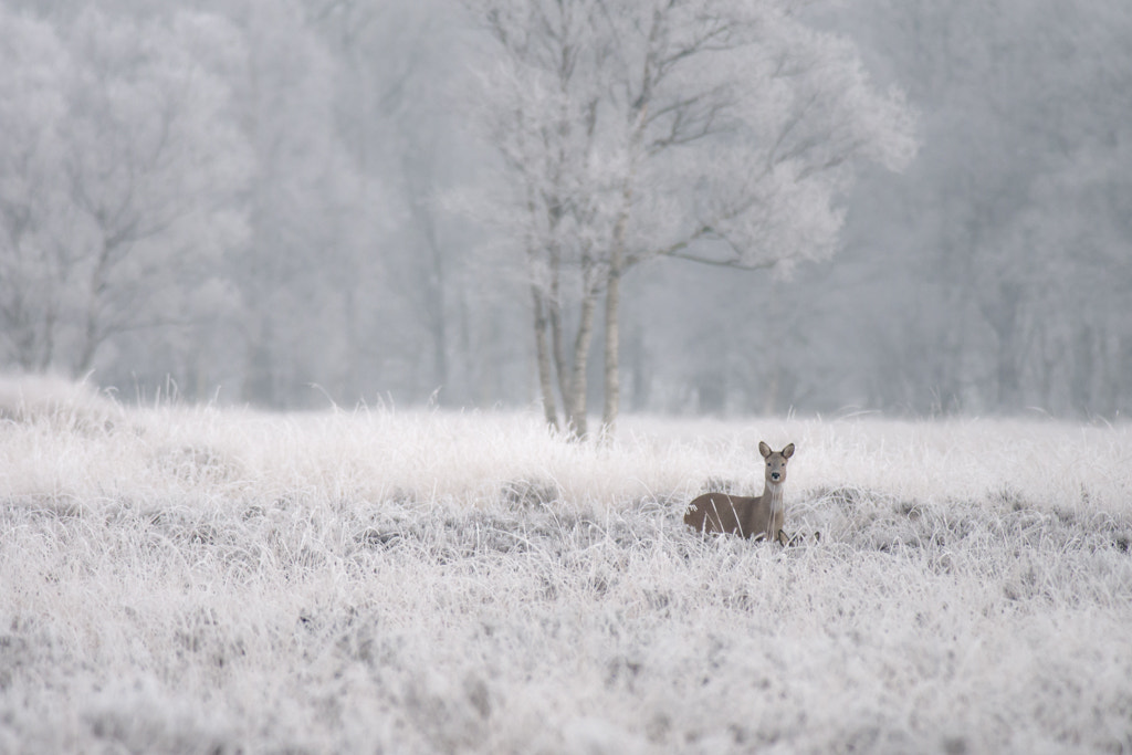 Nikon D610 + Nikon AF-S Nikkor 300mm F4D ED-IF sample photo. Roedeer in the winter photography