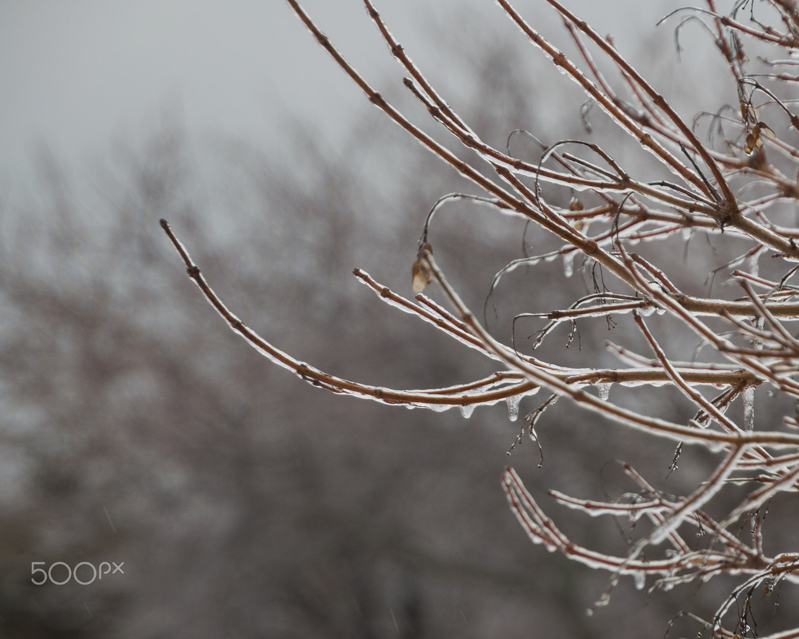 Nikon D3200 sample photo. Frozen tree branches with icicles background photography