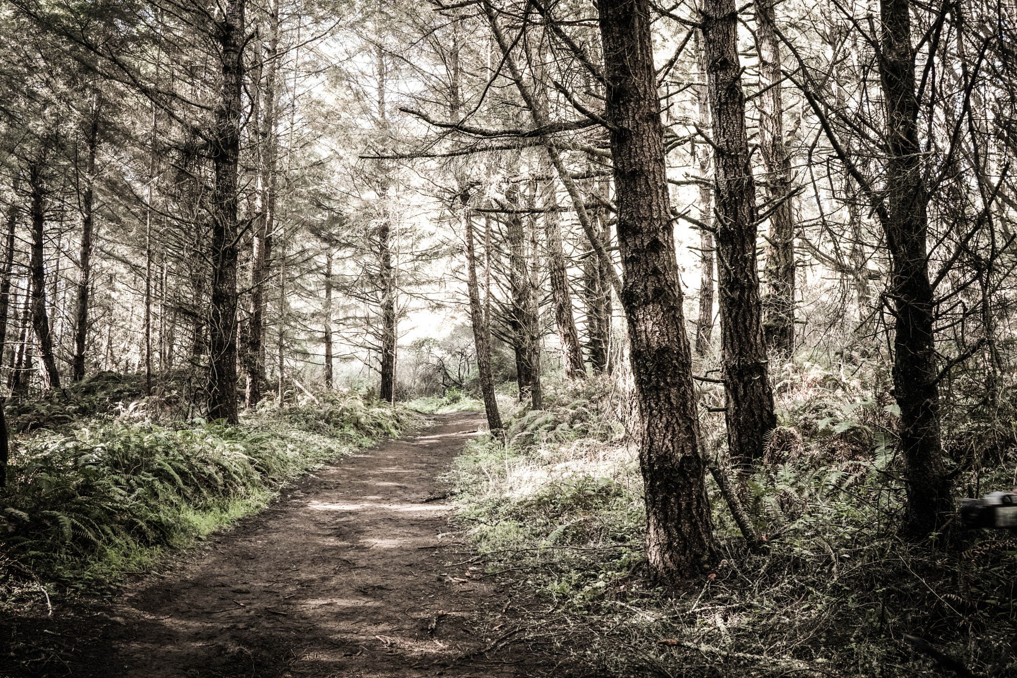 Sony a6500 + Sony E 20mm F2.8 sample photo. Walk through the forest photography