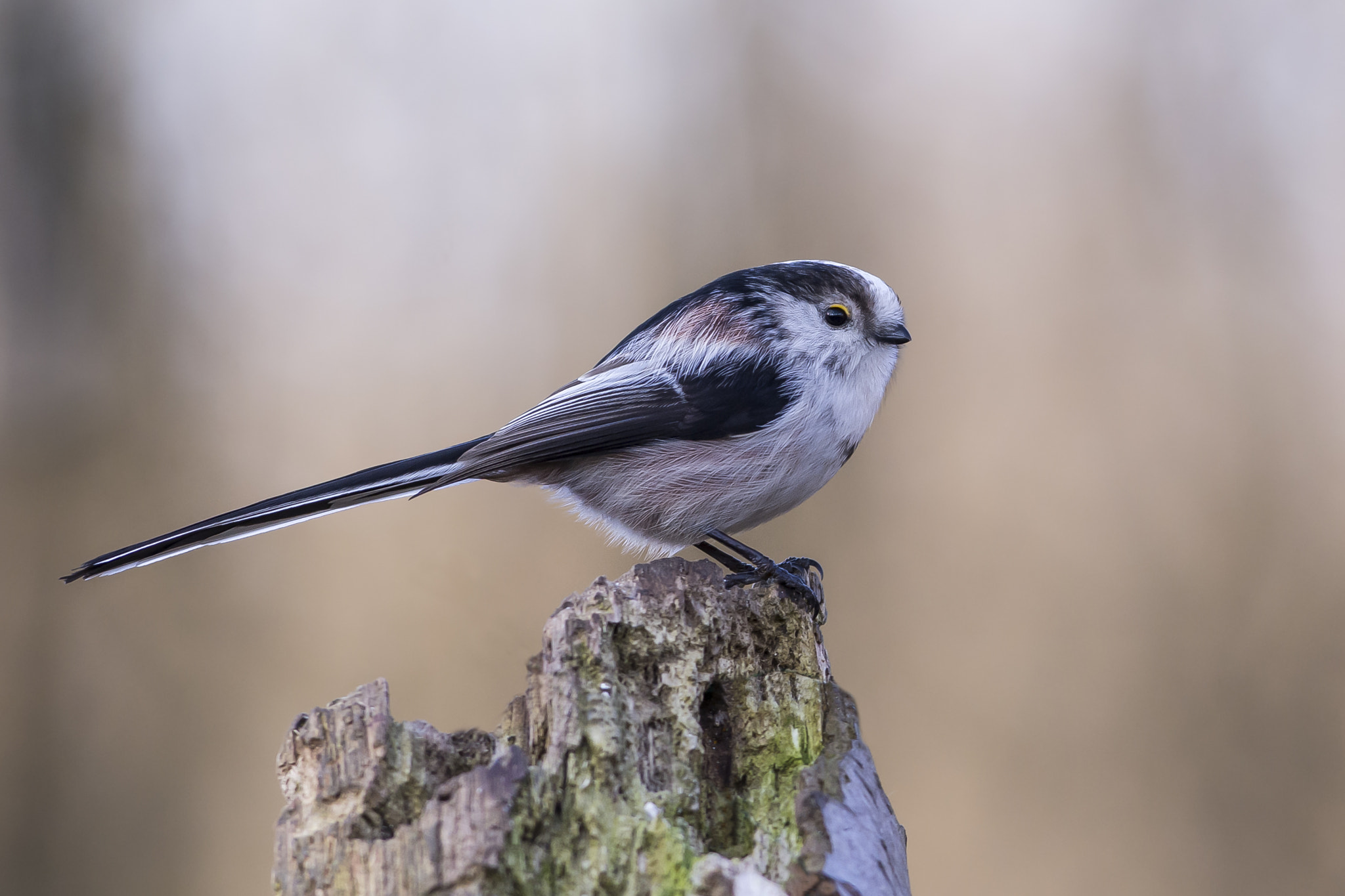 Nikon AF-S Nikkor 300mm F2.8G ED VR II sample photo. Long tailed tit. photography