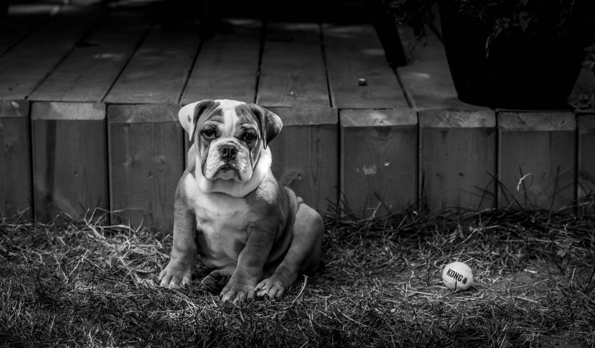 Sony a6000 + Sony Sonnar T* FE 55mm F1.8 ZA sample photo. Dangerfield the bulldog photography