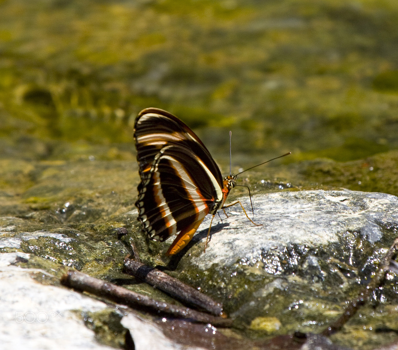Canon EF 100-400mm F4.5-5.6L IS USM sample photo. Colorful butterfly photography