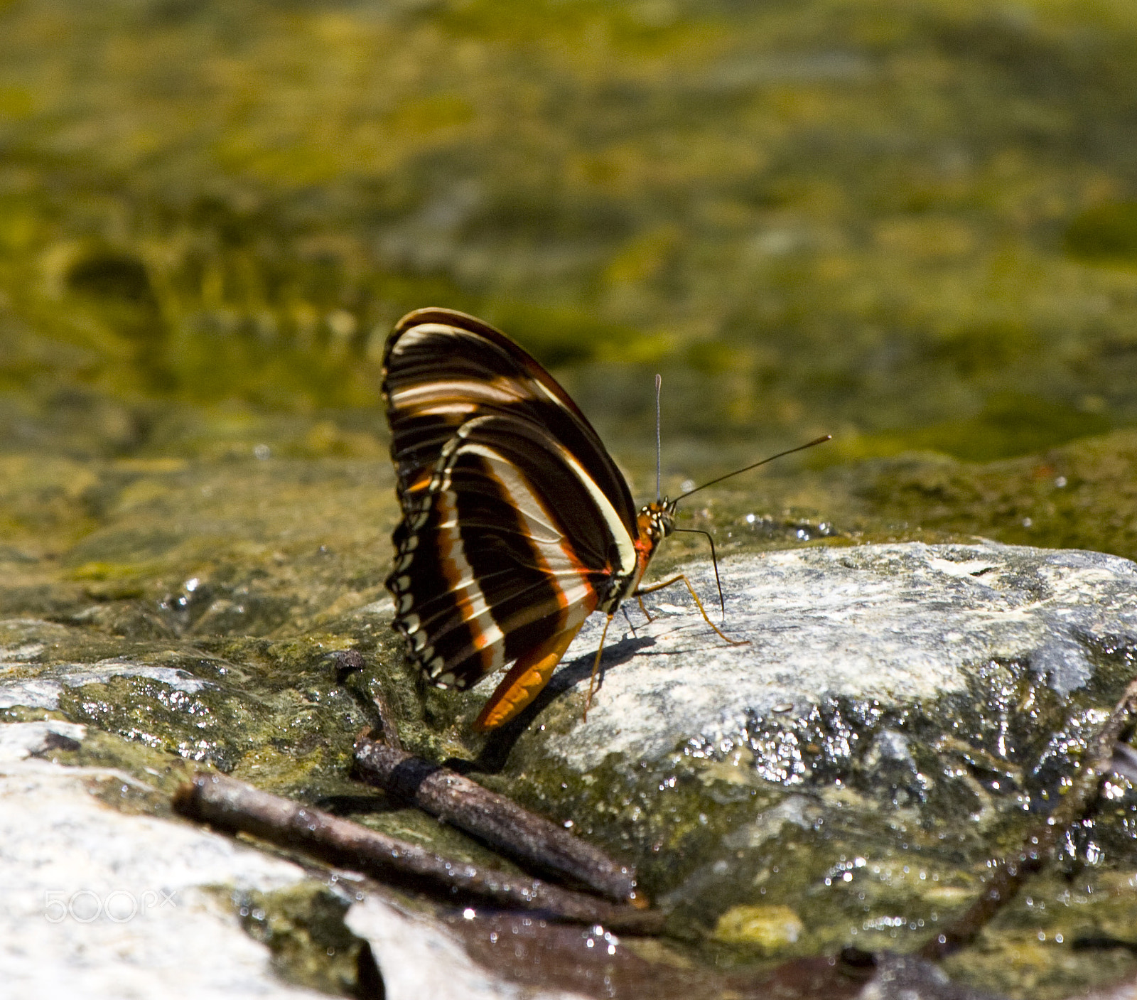 Canon EOS 50D + Canon EF 100-400mm F4.5-5.6L IS USM sample photo. Colorful butterfly photography