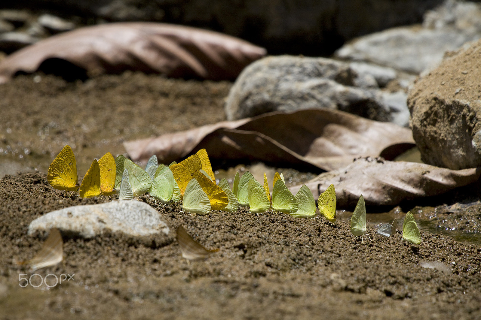 Canon EOS 50D + Canon EF 100-400mm F4.5-5.6L IS USM sample photo. Meeting of the wings photography