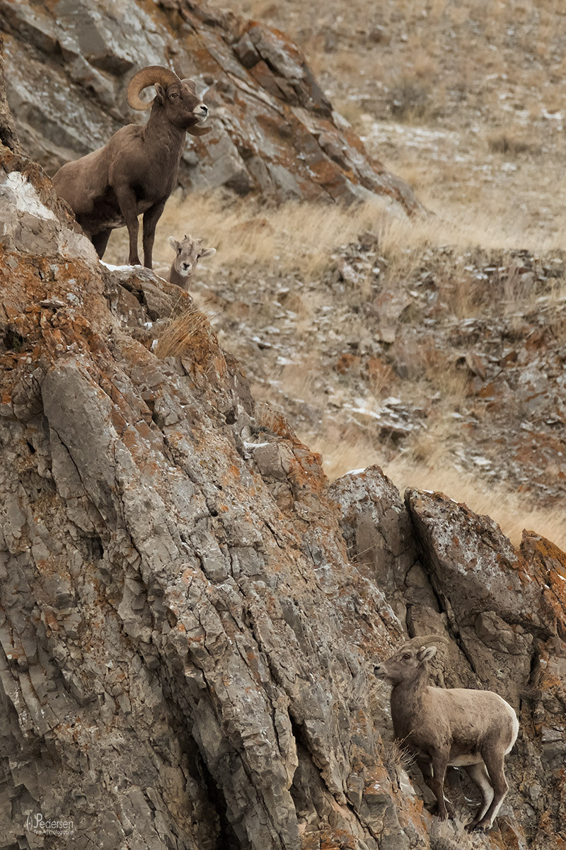 XF100-400mmF4.5-5.6 R LM OIS WR + 1.4x sample photo. Sheep family photography