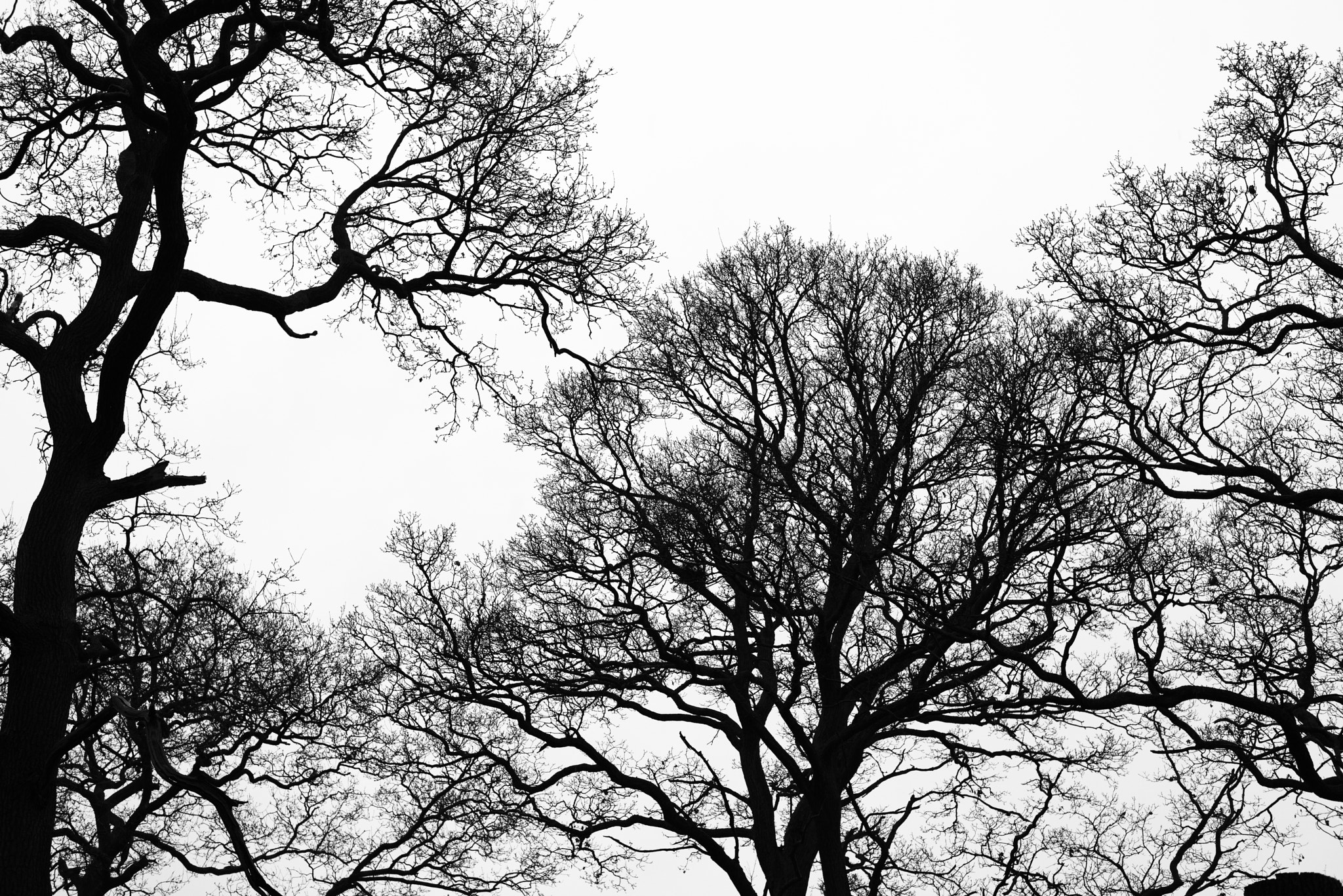 Richmond Park