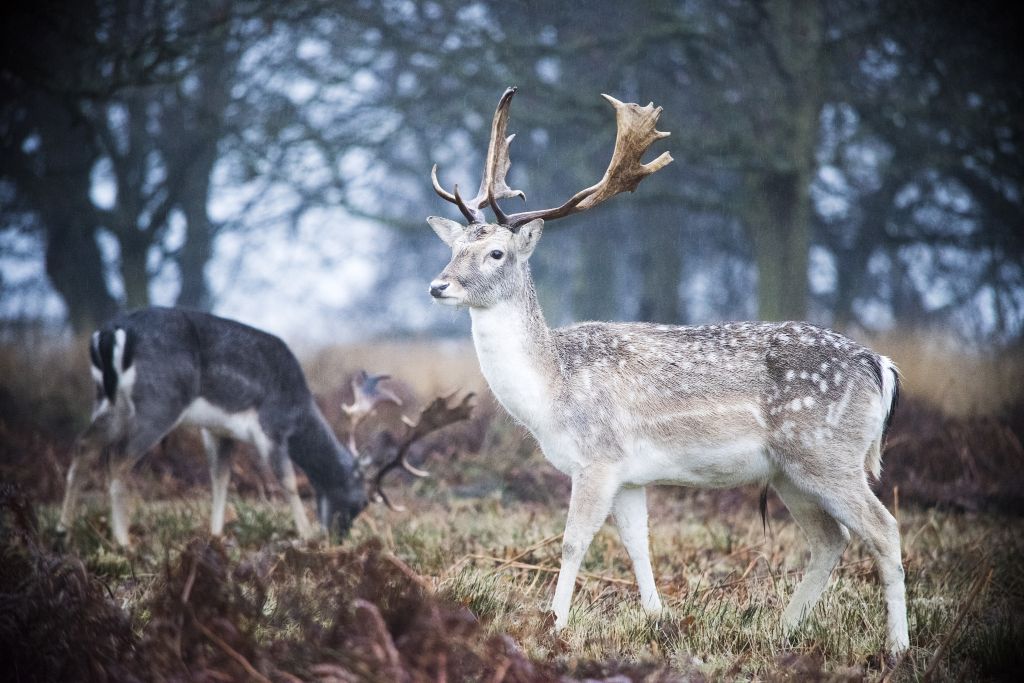 Nikon D810 sample photo. Richmond park photography