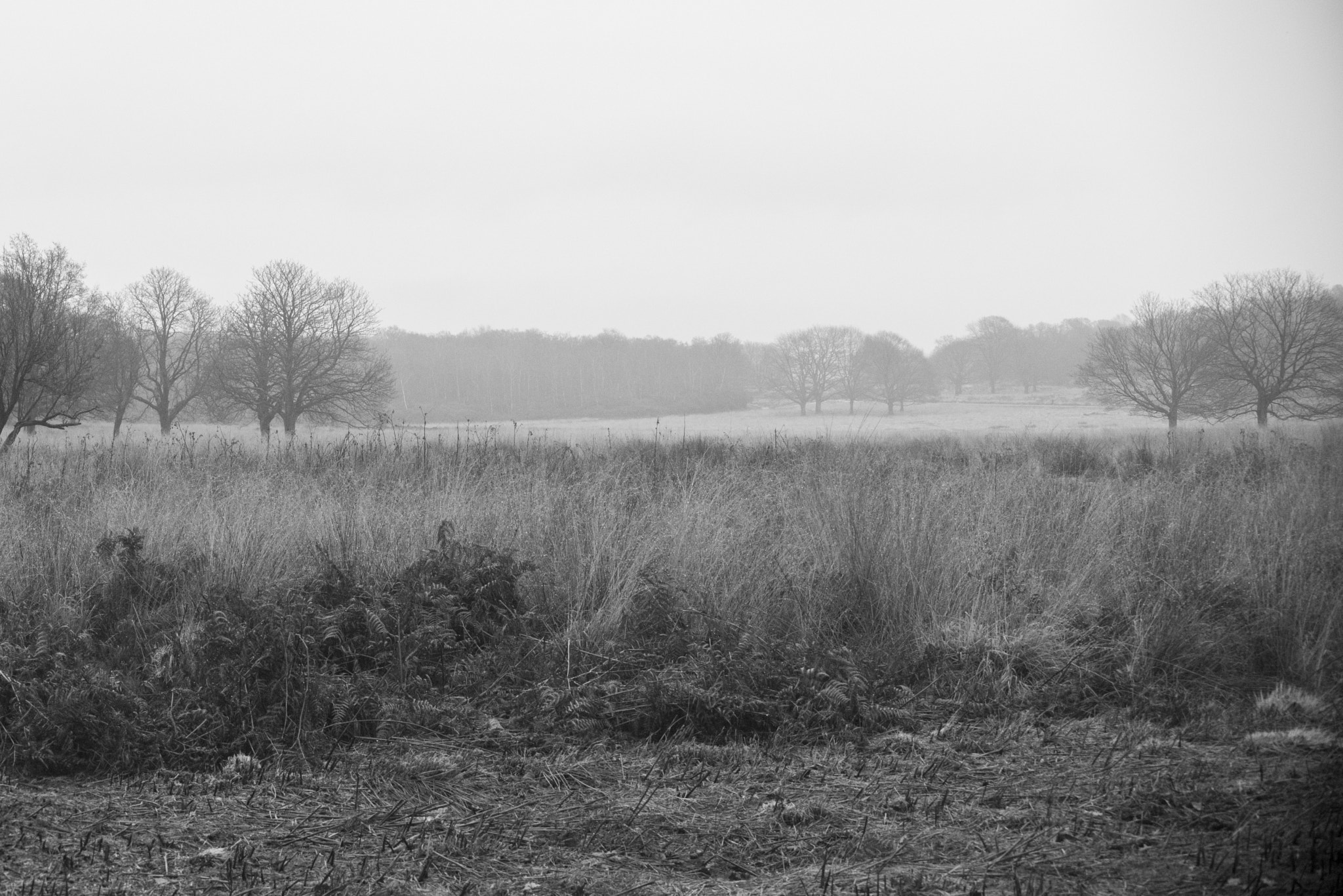 Nikon D810 sample photo. Richmond park photography