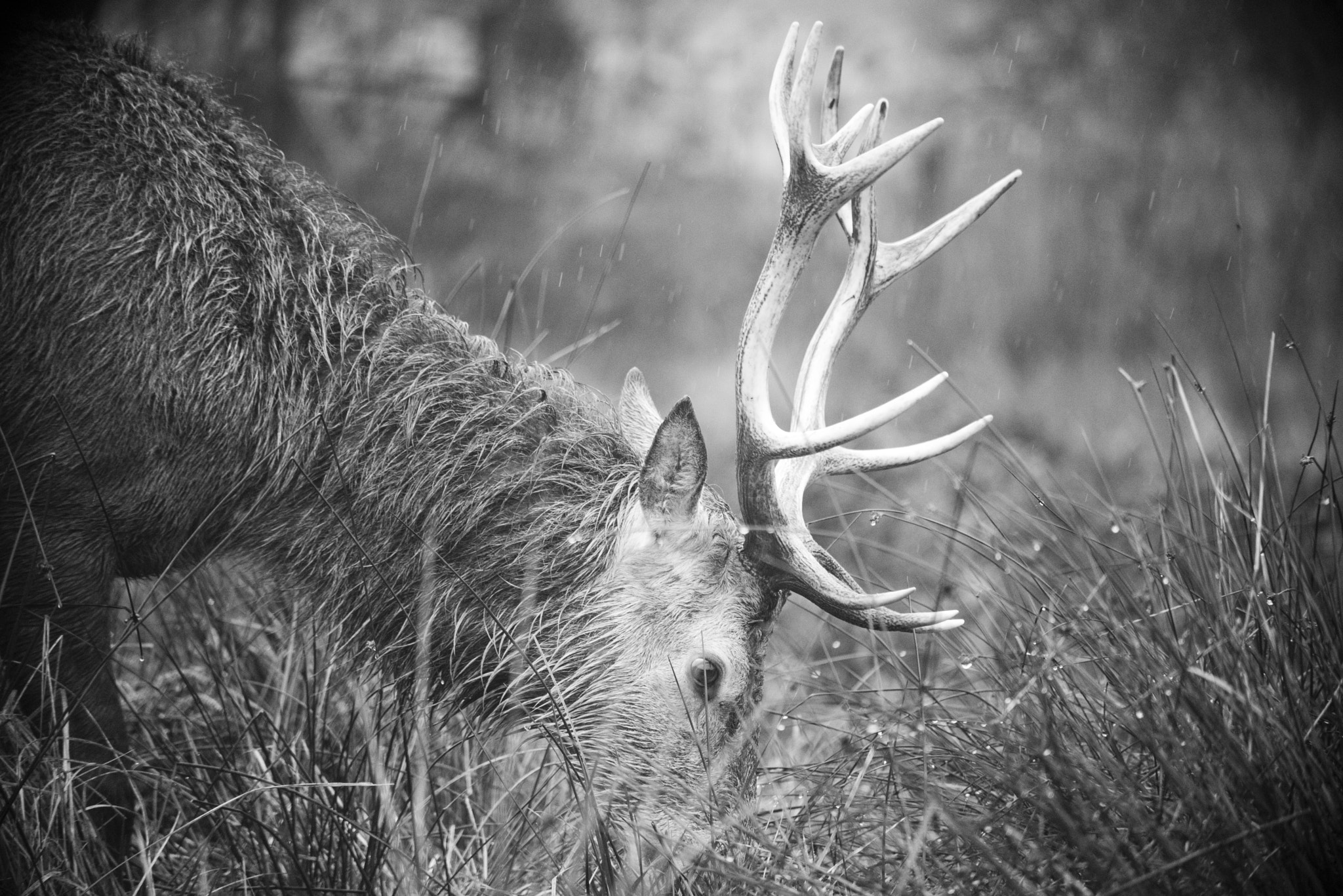 Nikon D810 sample photo. Richmond park photography