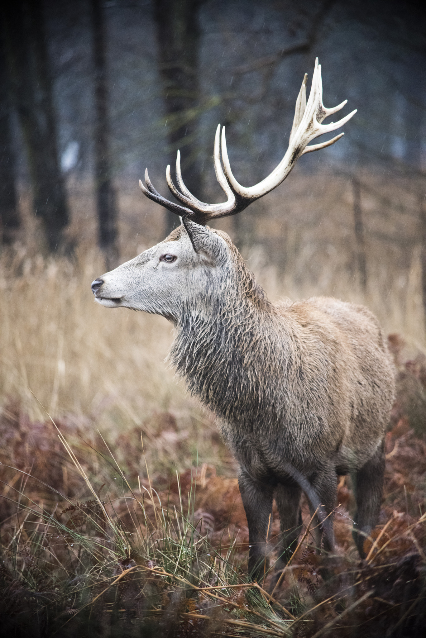 Nikon D810 sample photo. Richmond park photography